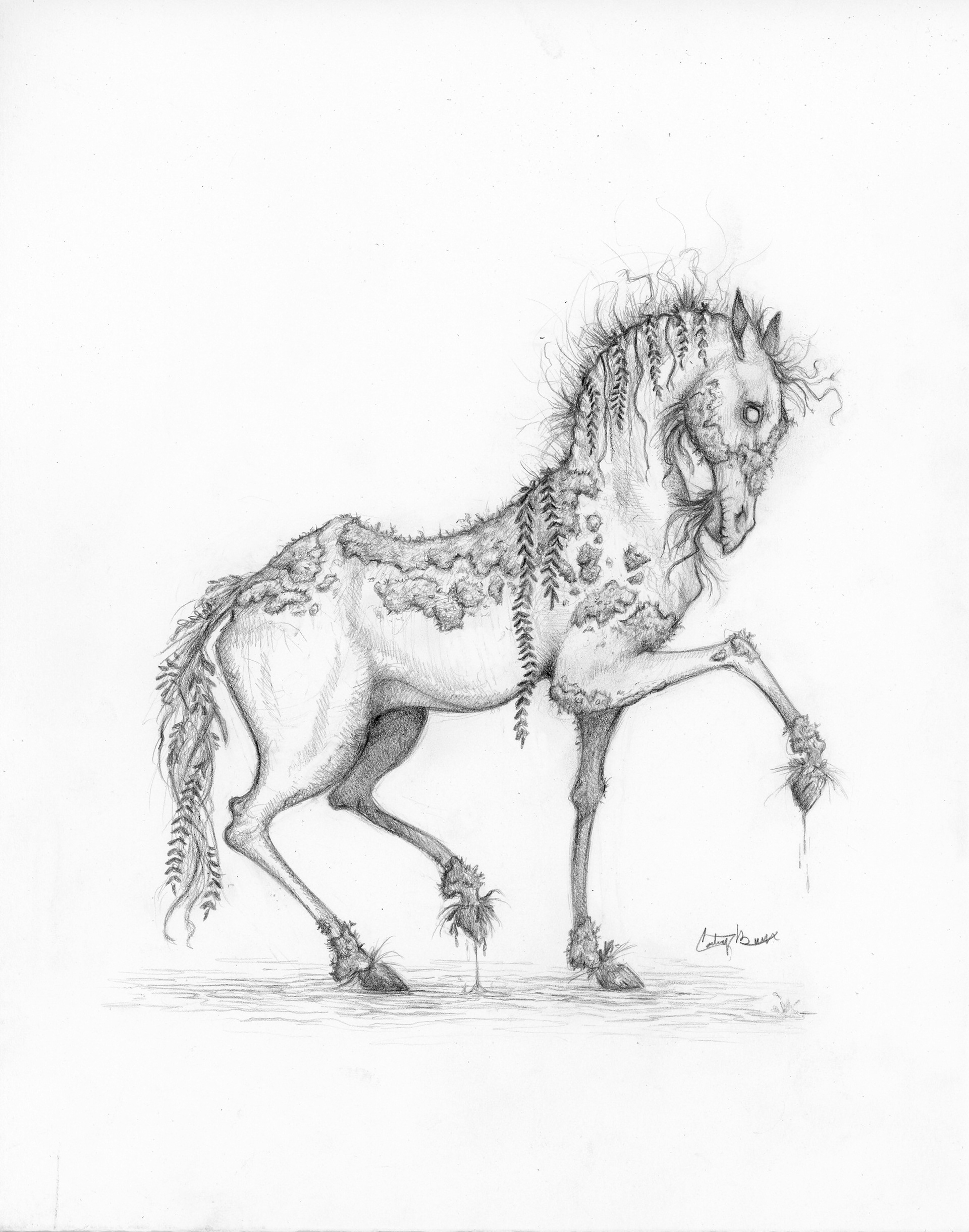 Kelpie | Scottish