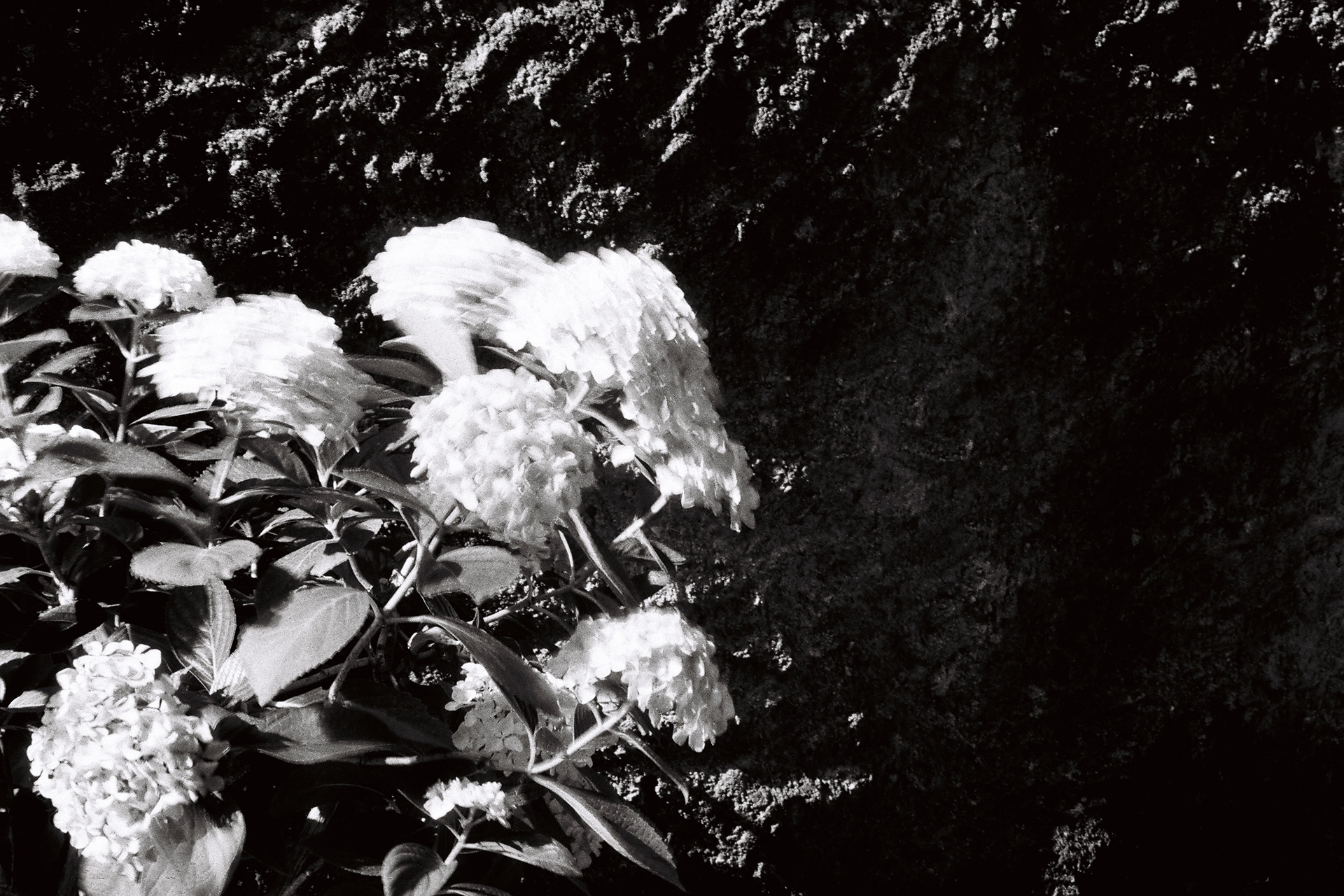 Italy, Cassana, Caruggi 2024.