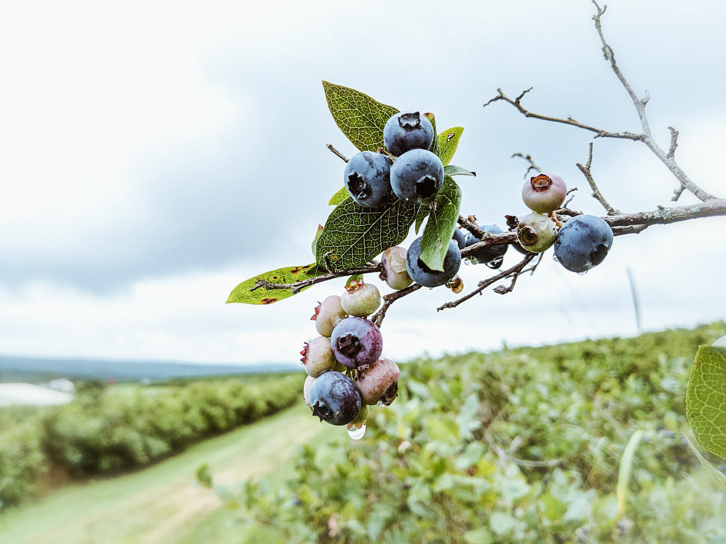 Blueberry Farm in Indiana, Pennsylvania