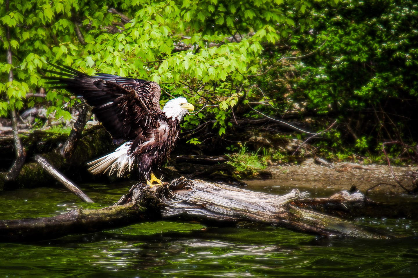 Eagle of Pymatuming