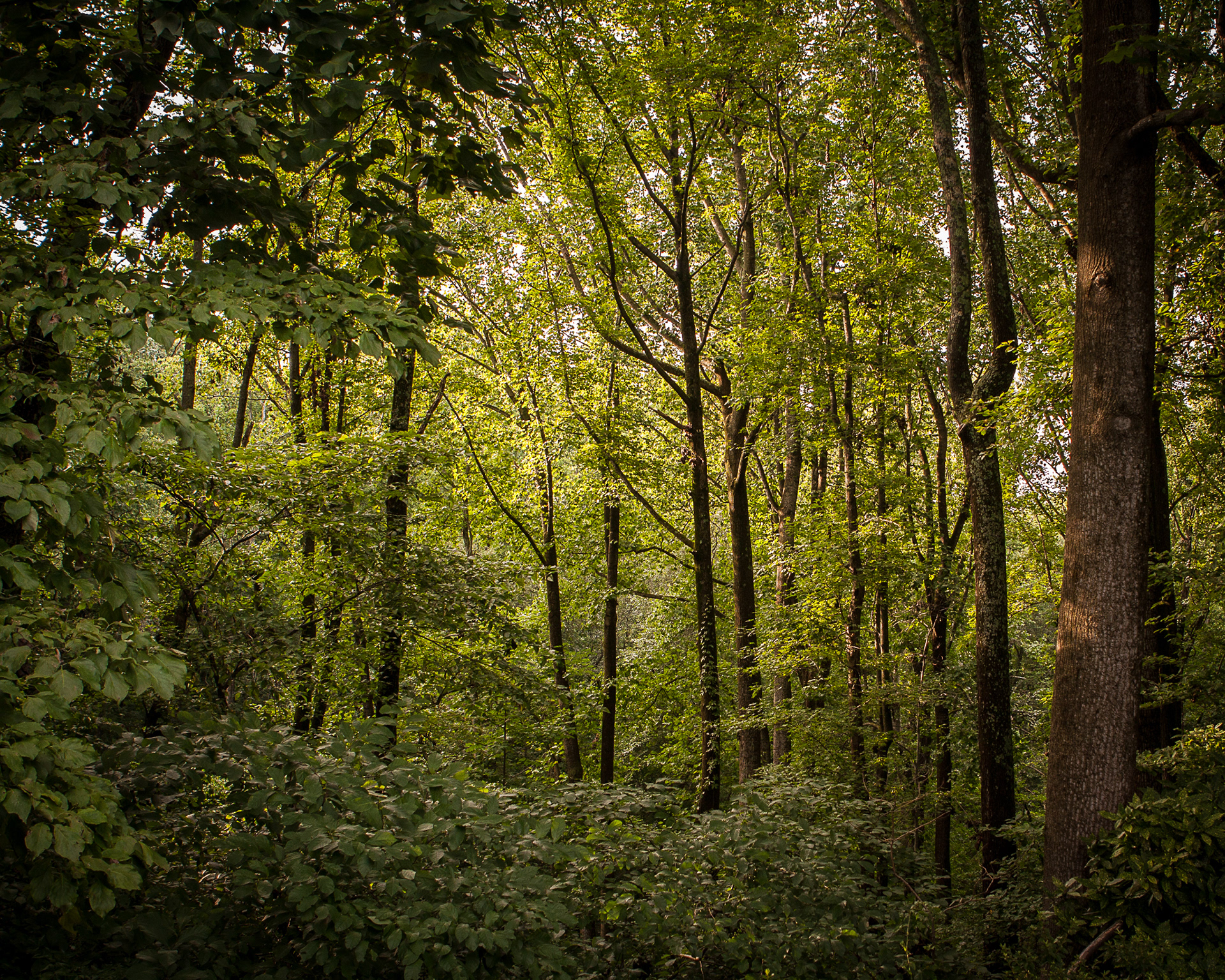 R5: Tree