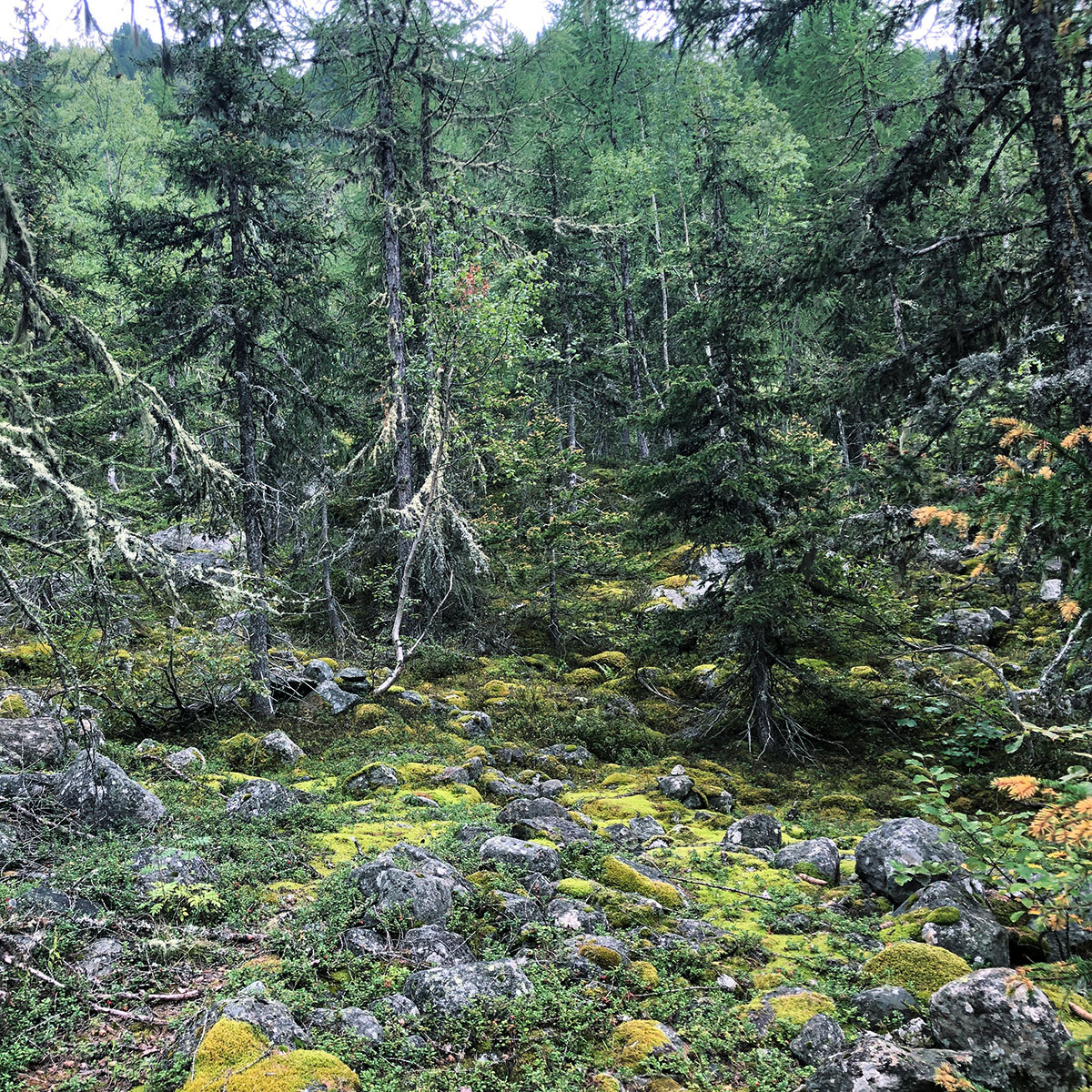 Chamonix forest, photo by Ekaterina Fornell Forêt de Chamonix, photo d'Ekaterina Fornell