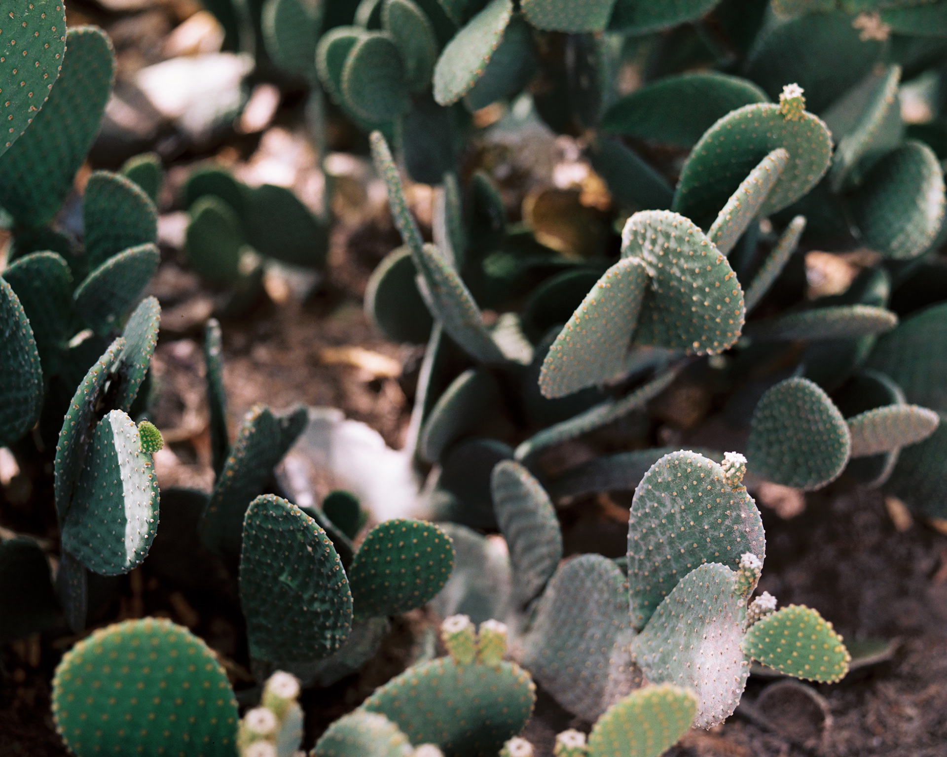 Cactus, Tucson, Arizona, 2018
