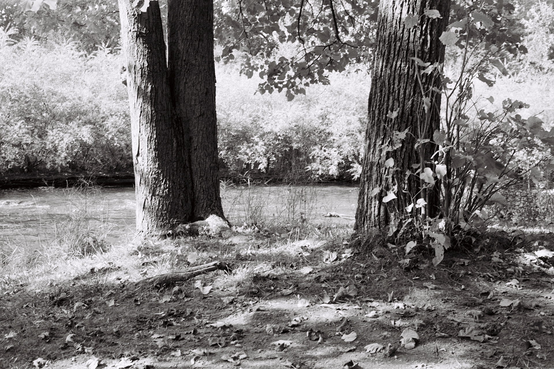 Rochester Park, Michigan, 2019