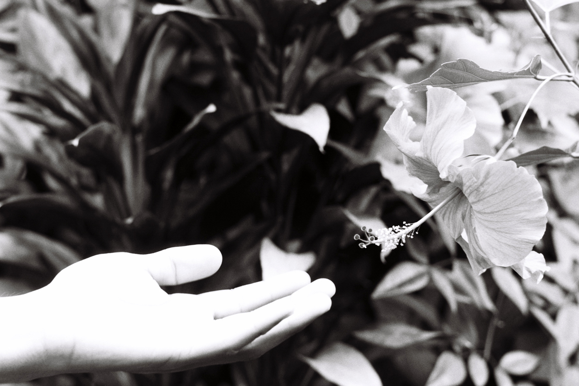 Hibiscus Flower, 2018
