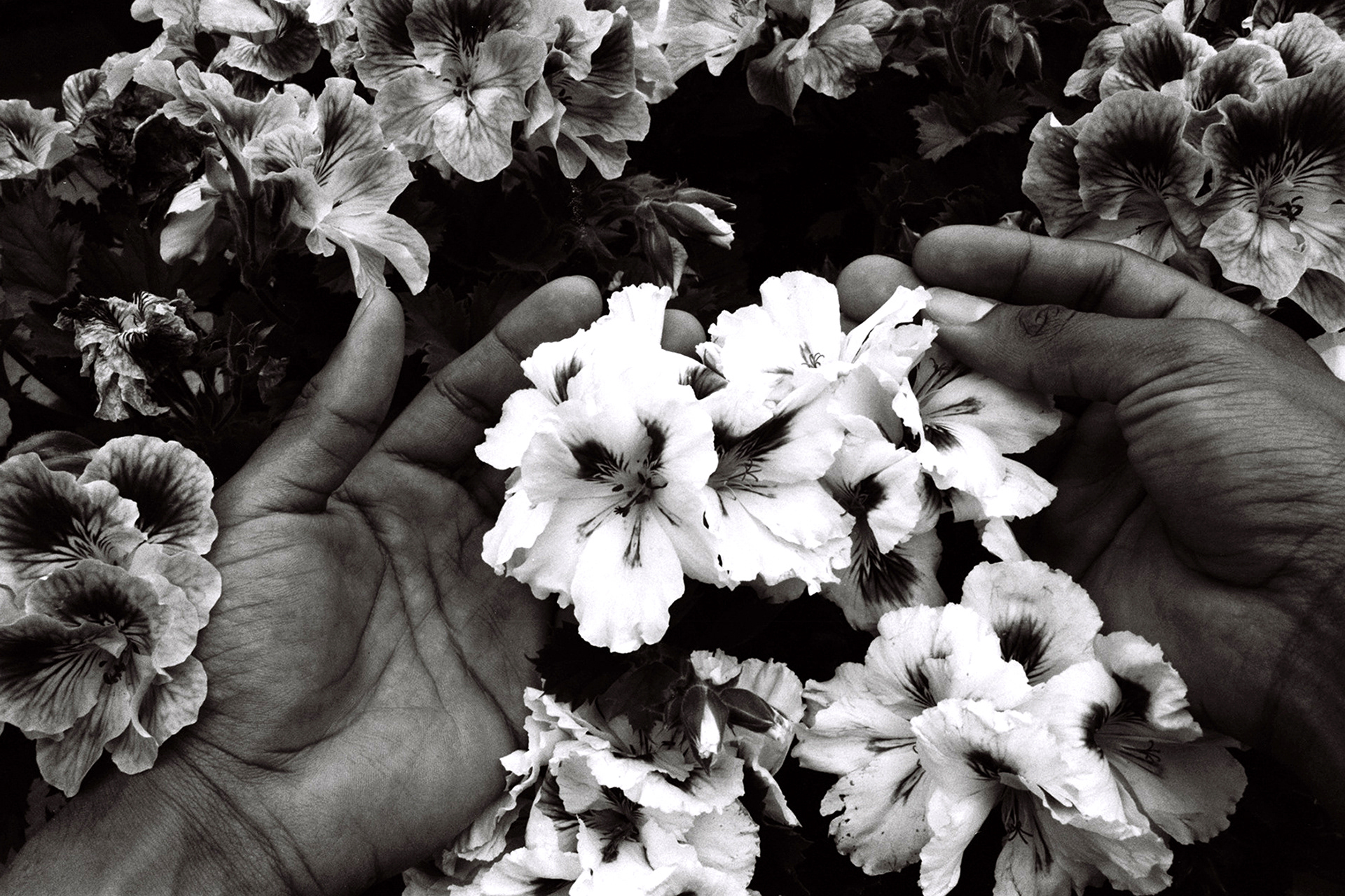 Flowers, 2018