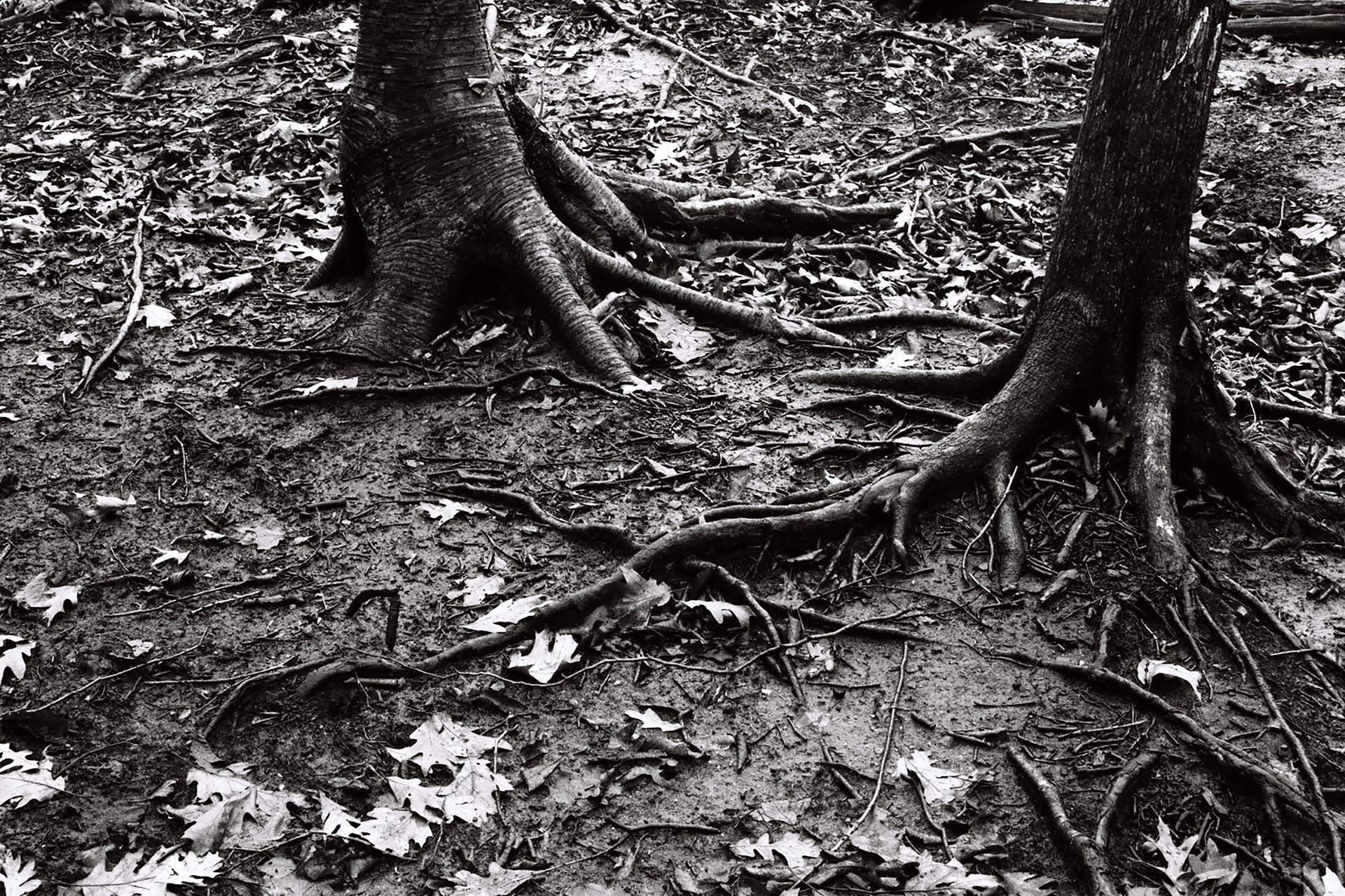 Trees, 2019
