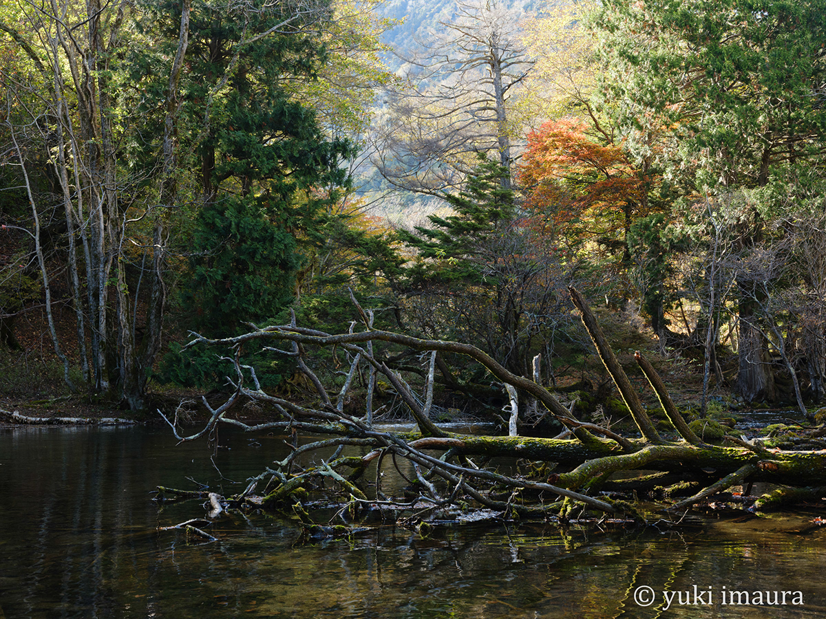 写真家 今浦友喜 Portfolioautumn