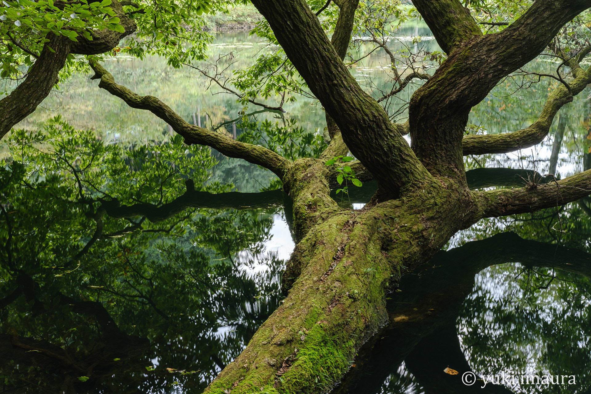 写真家 今浦友喜 Portfoliosummer