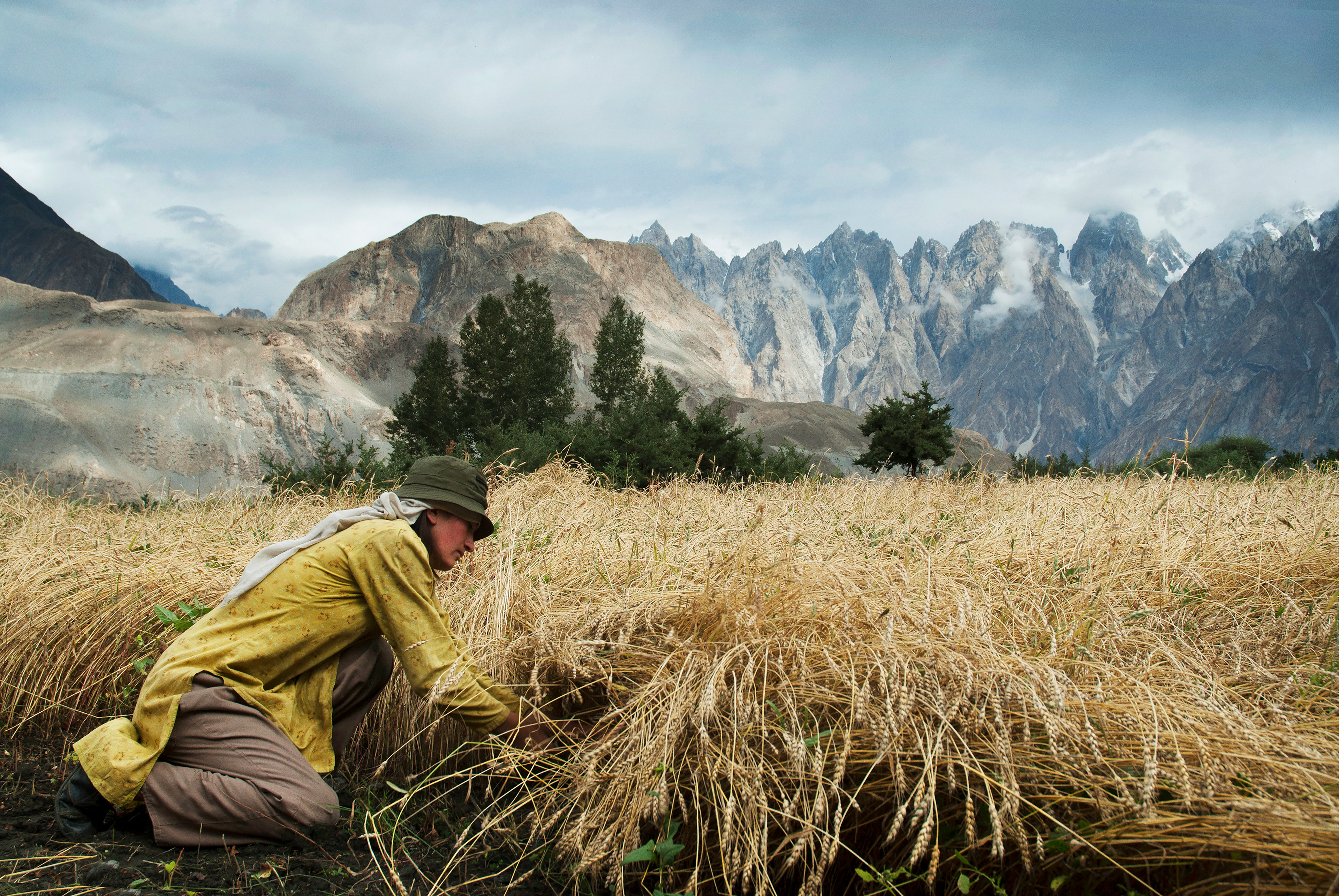 Harvest - Passu - Pakistan
