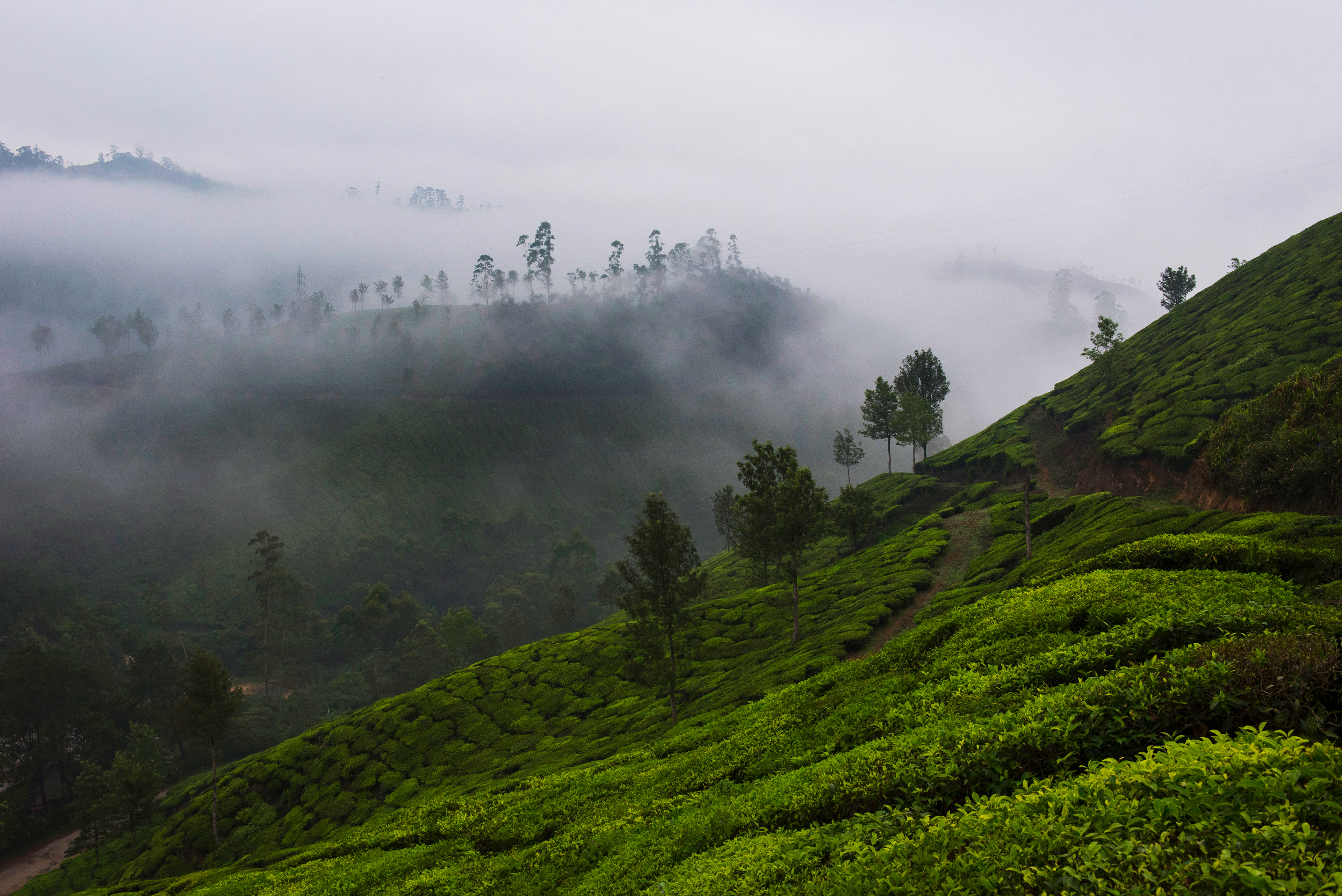 Tea Plantations - India