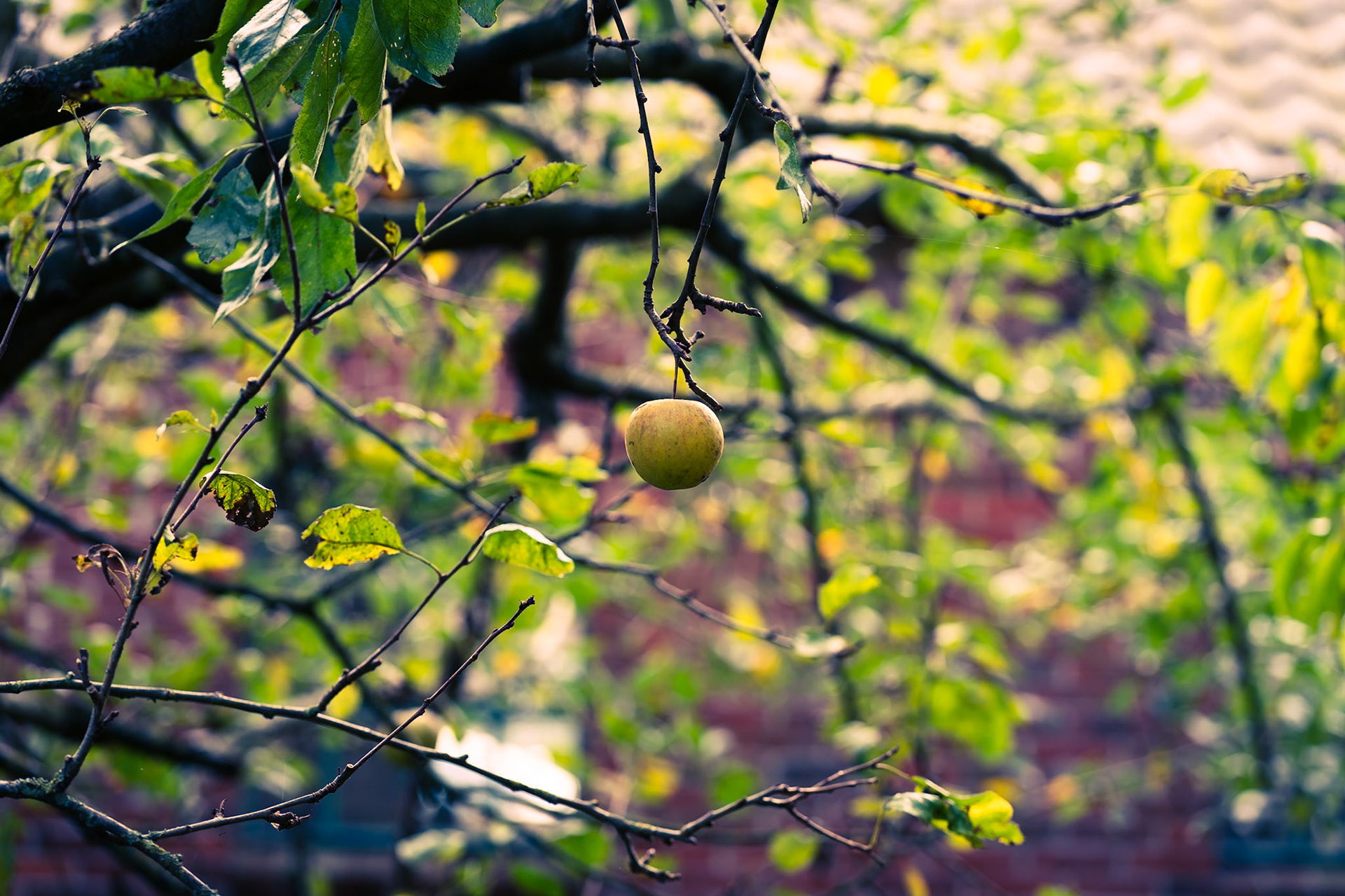 Verlorener Apfel