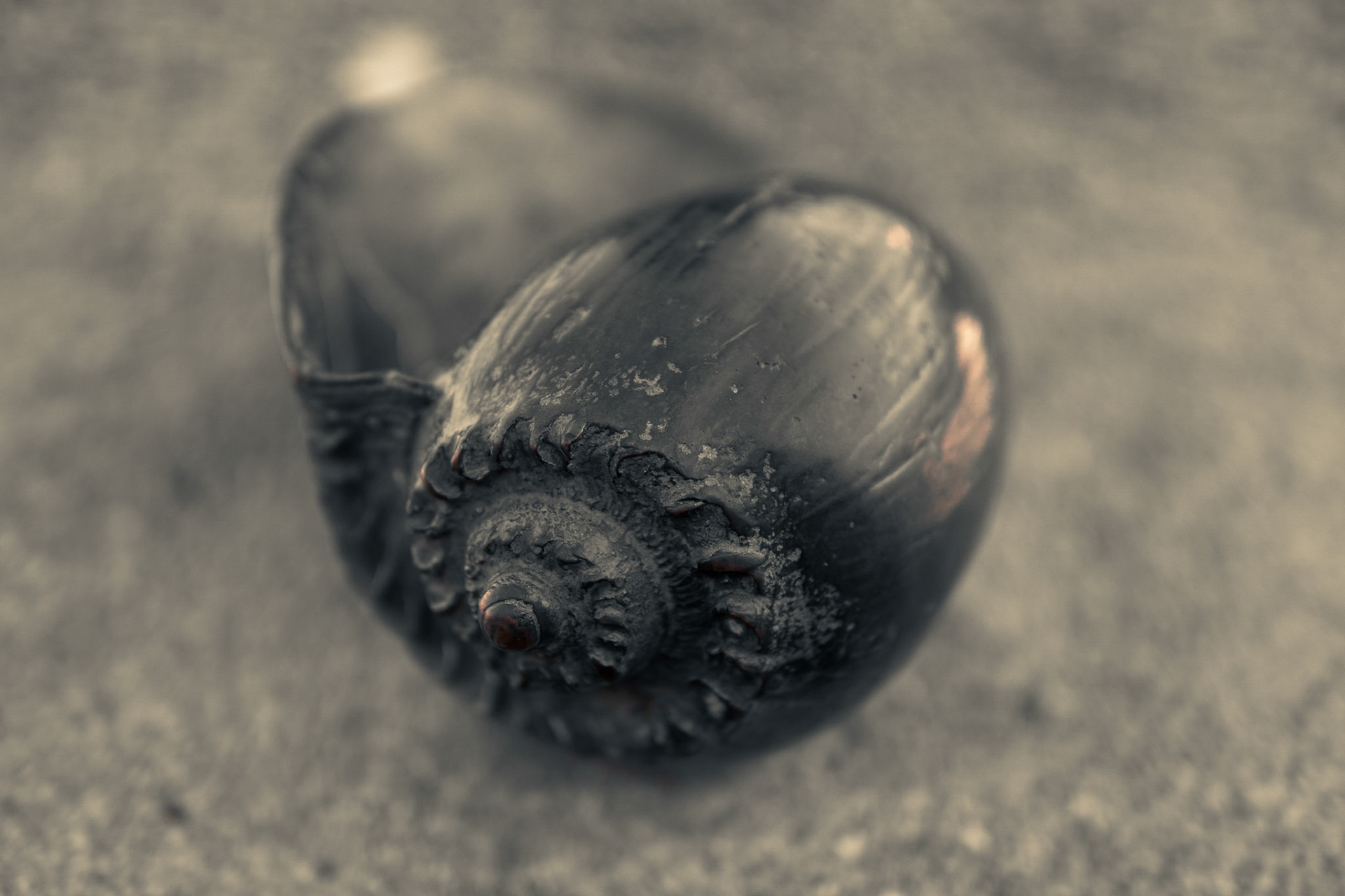 Schnecke