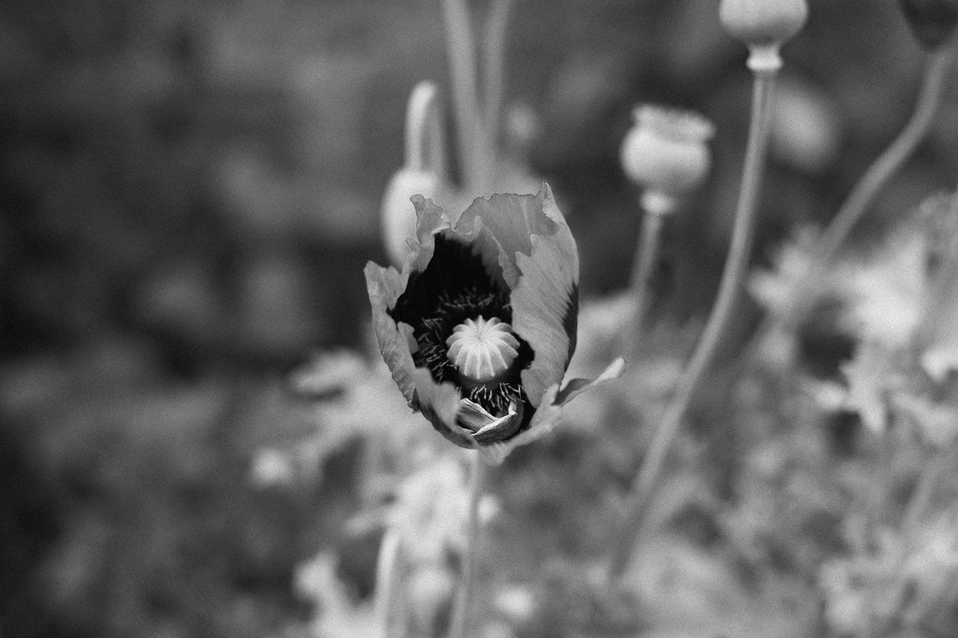 Möhnblüte