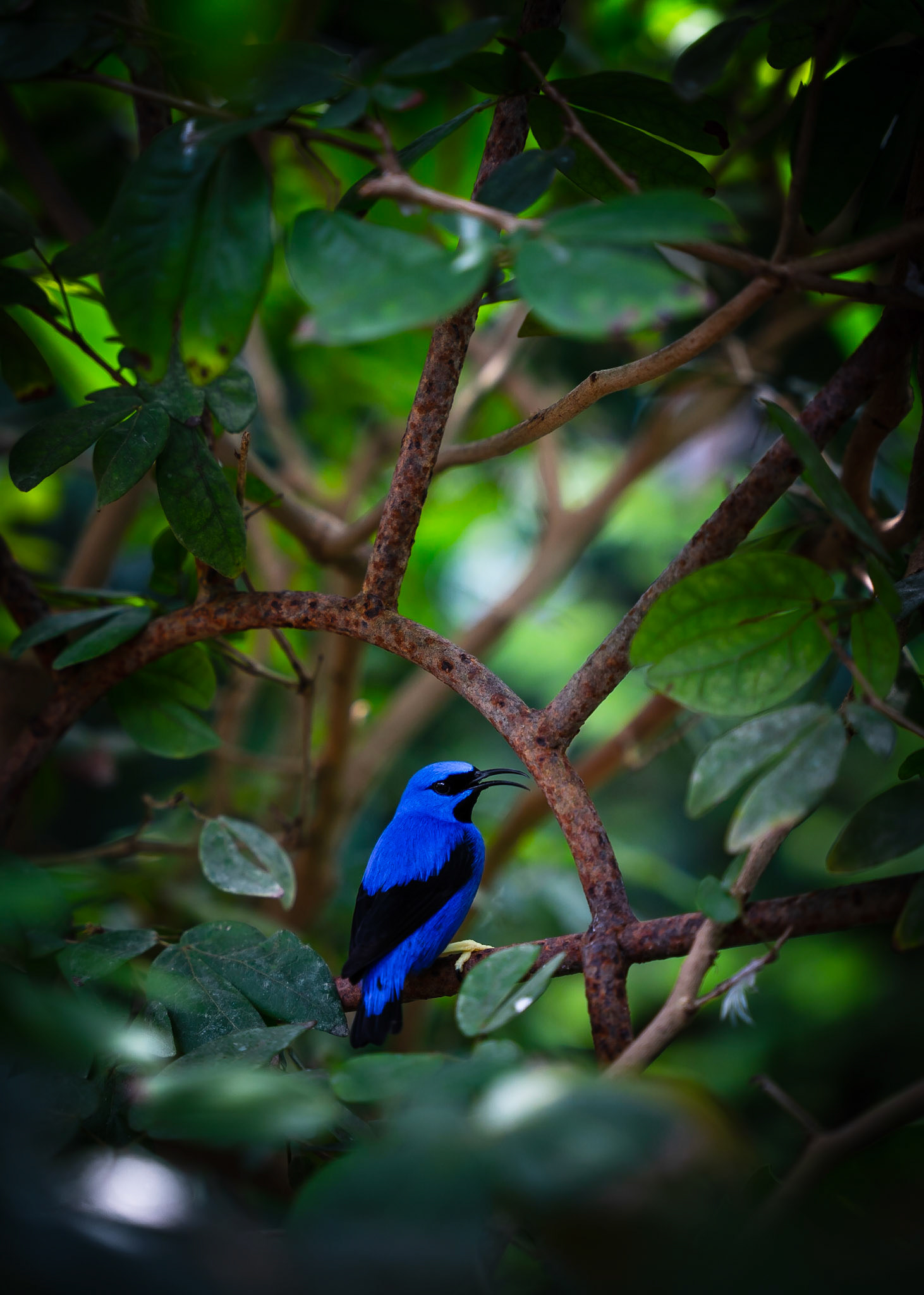 key west butterfly and nature conservatory