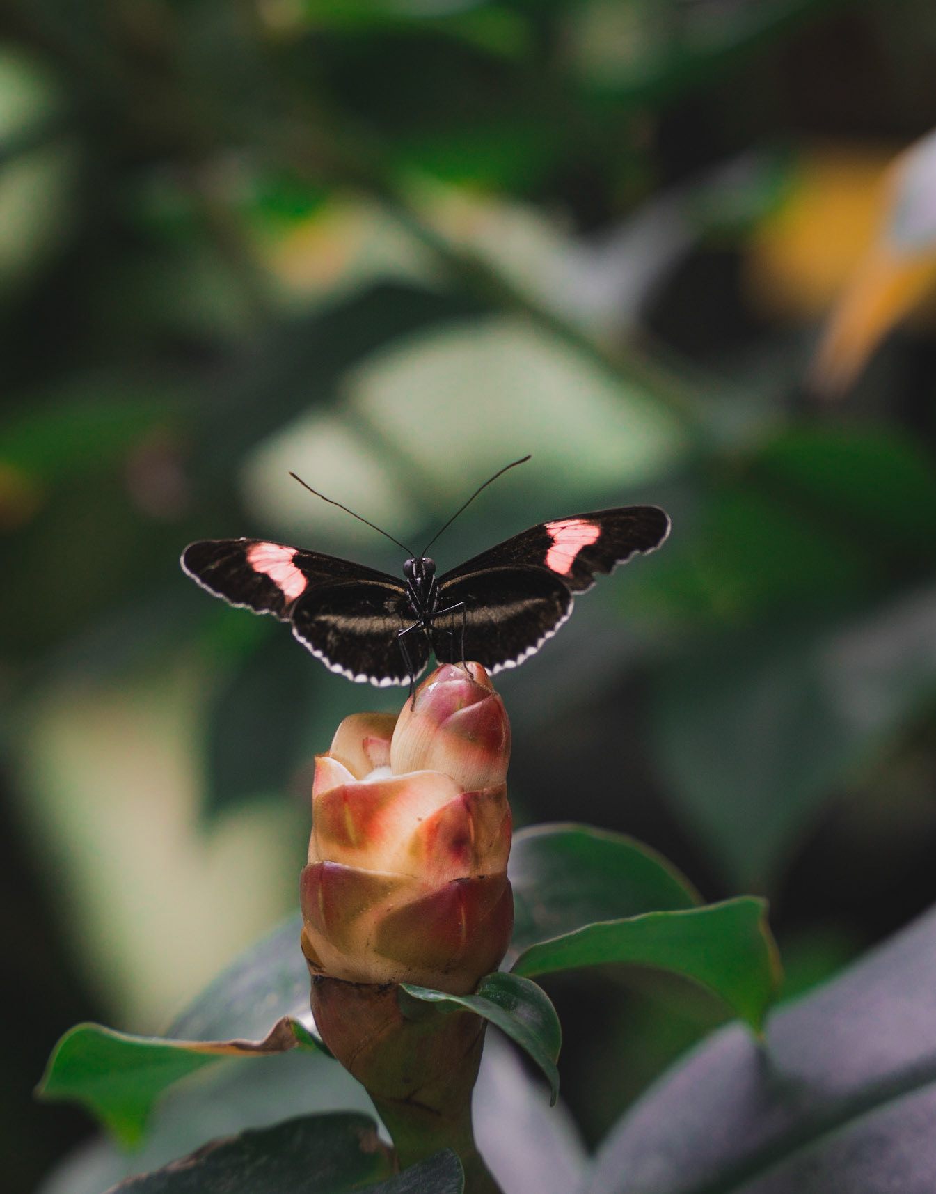 key west butterfly and nature conservatory
