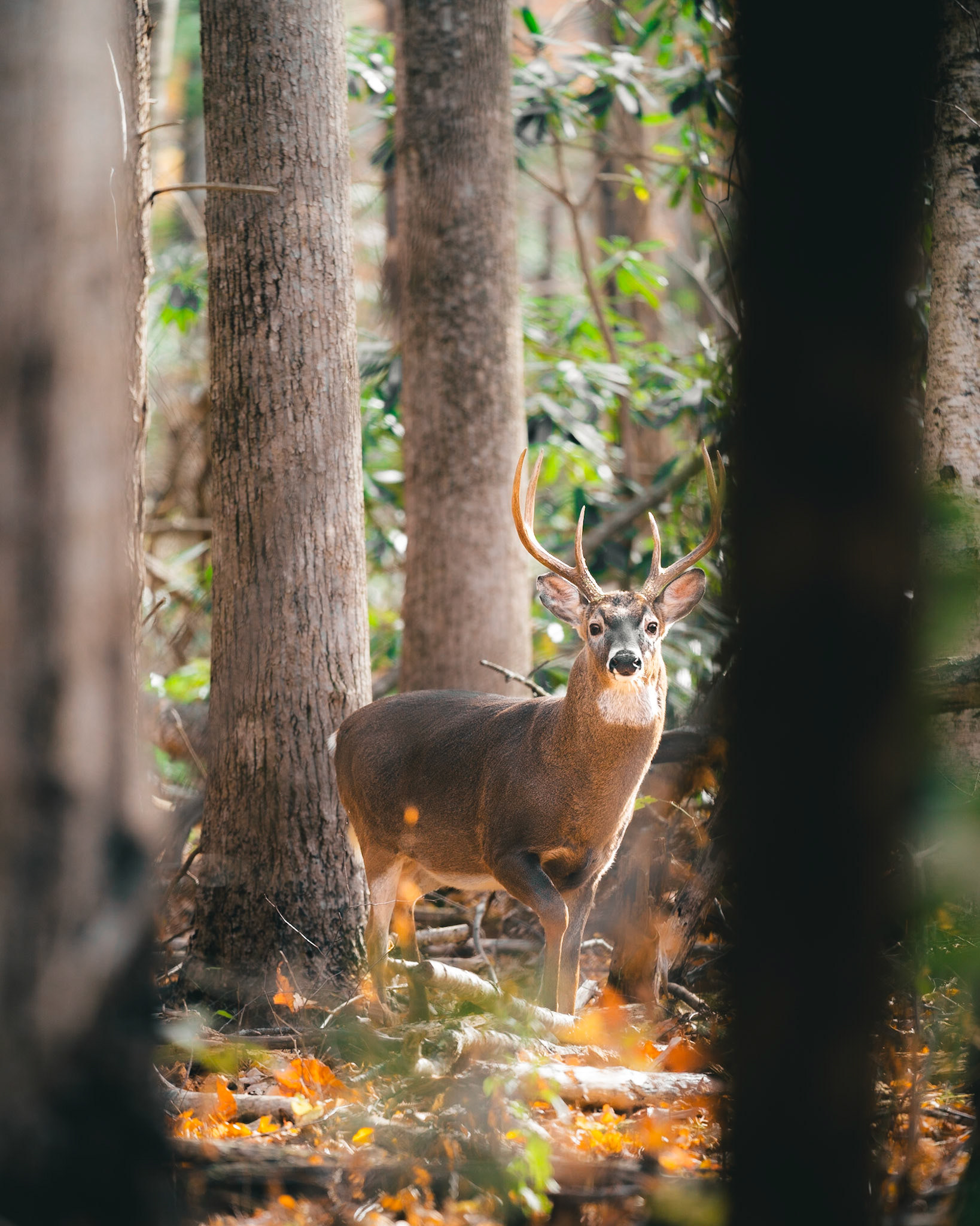 great smoky mtn national park