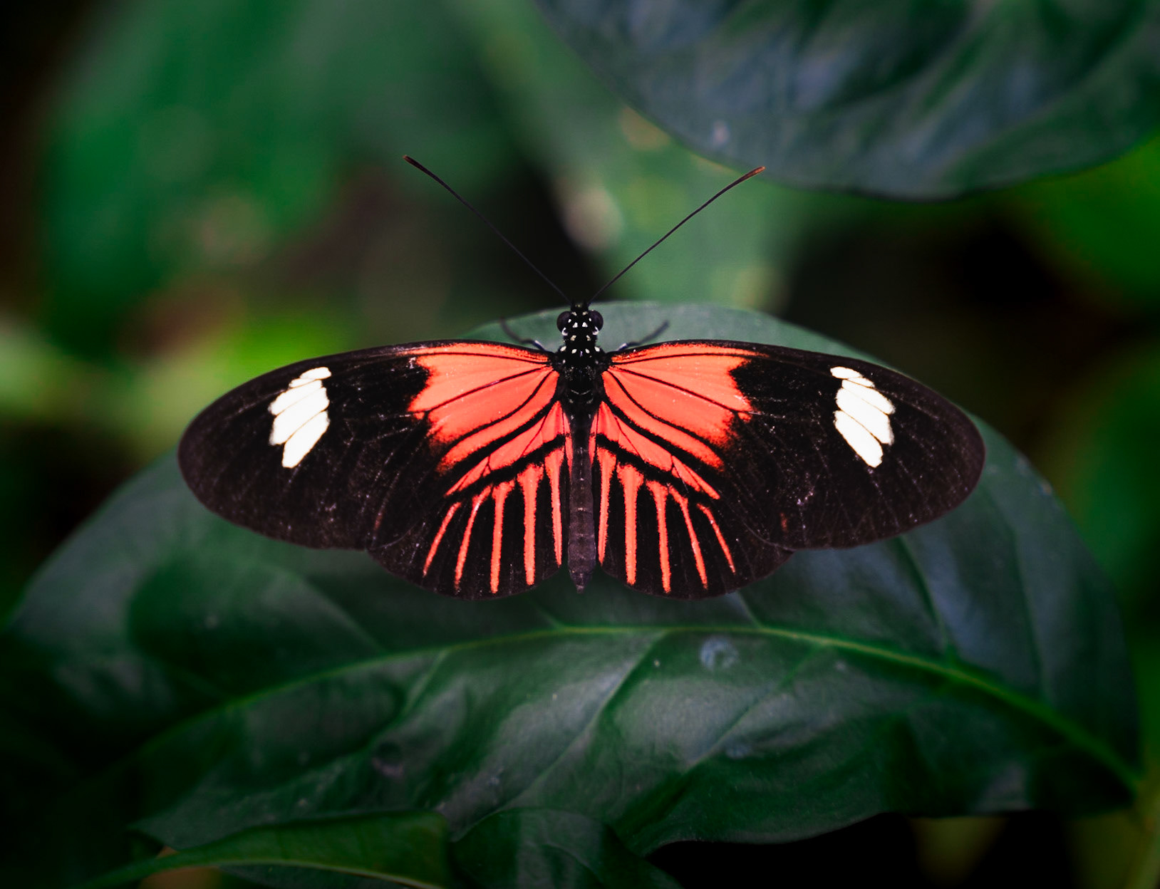 key west butterfly and nature conservatory