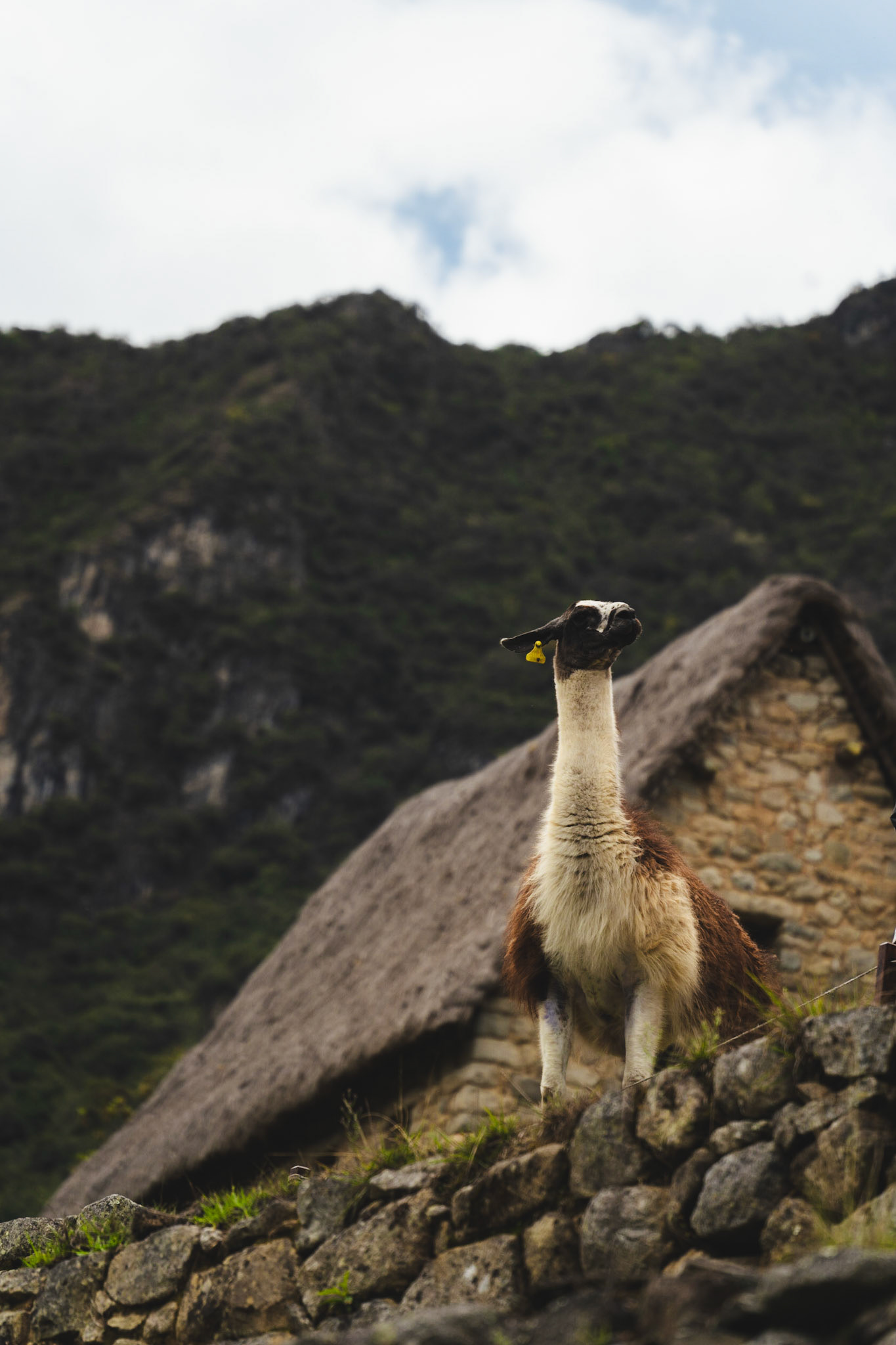 machu picchu, peru