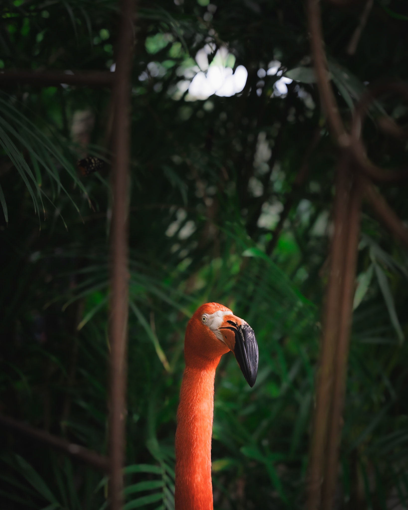 key west butterfly and nature conservatory