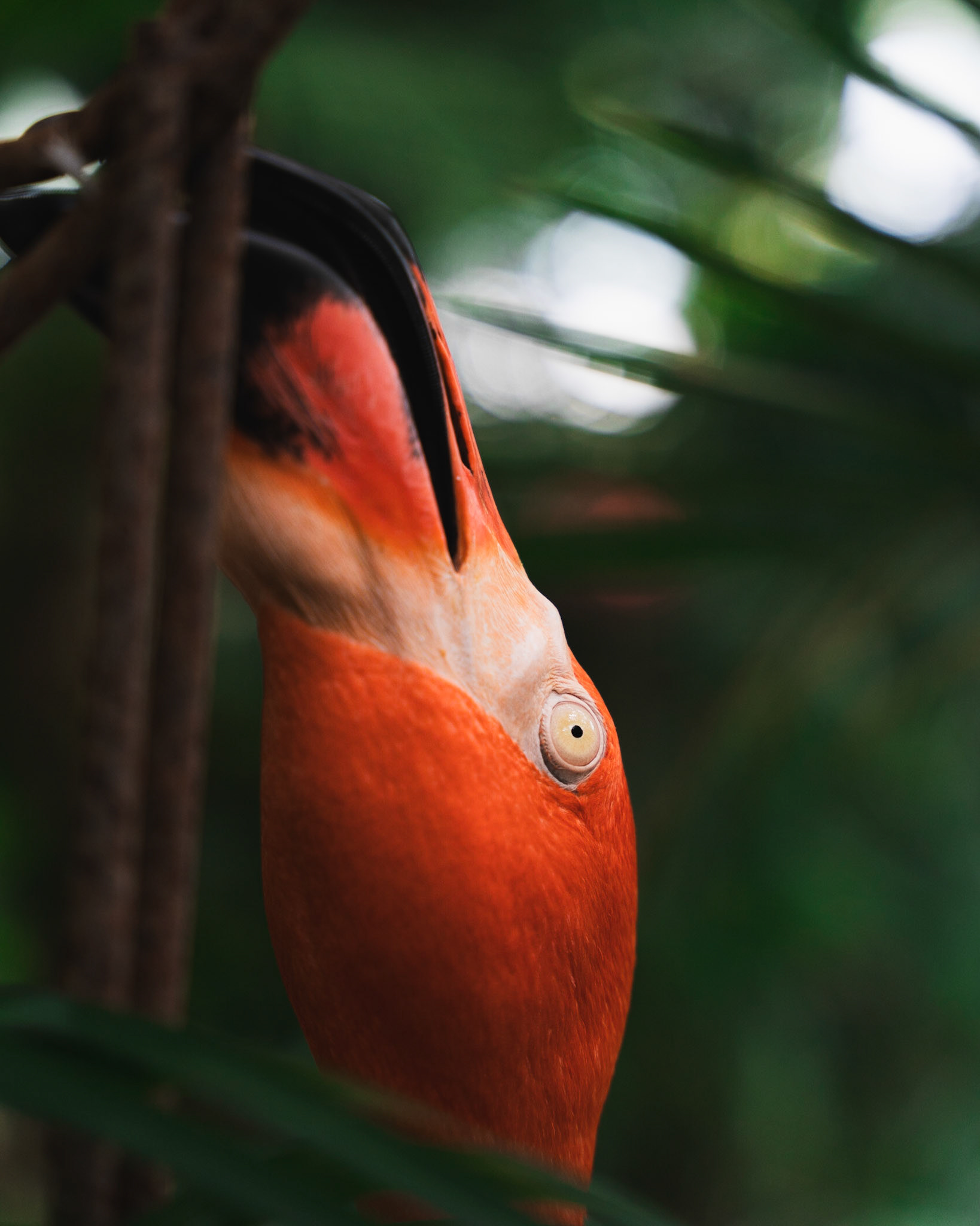 key west butterfly and nature conservatory
