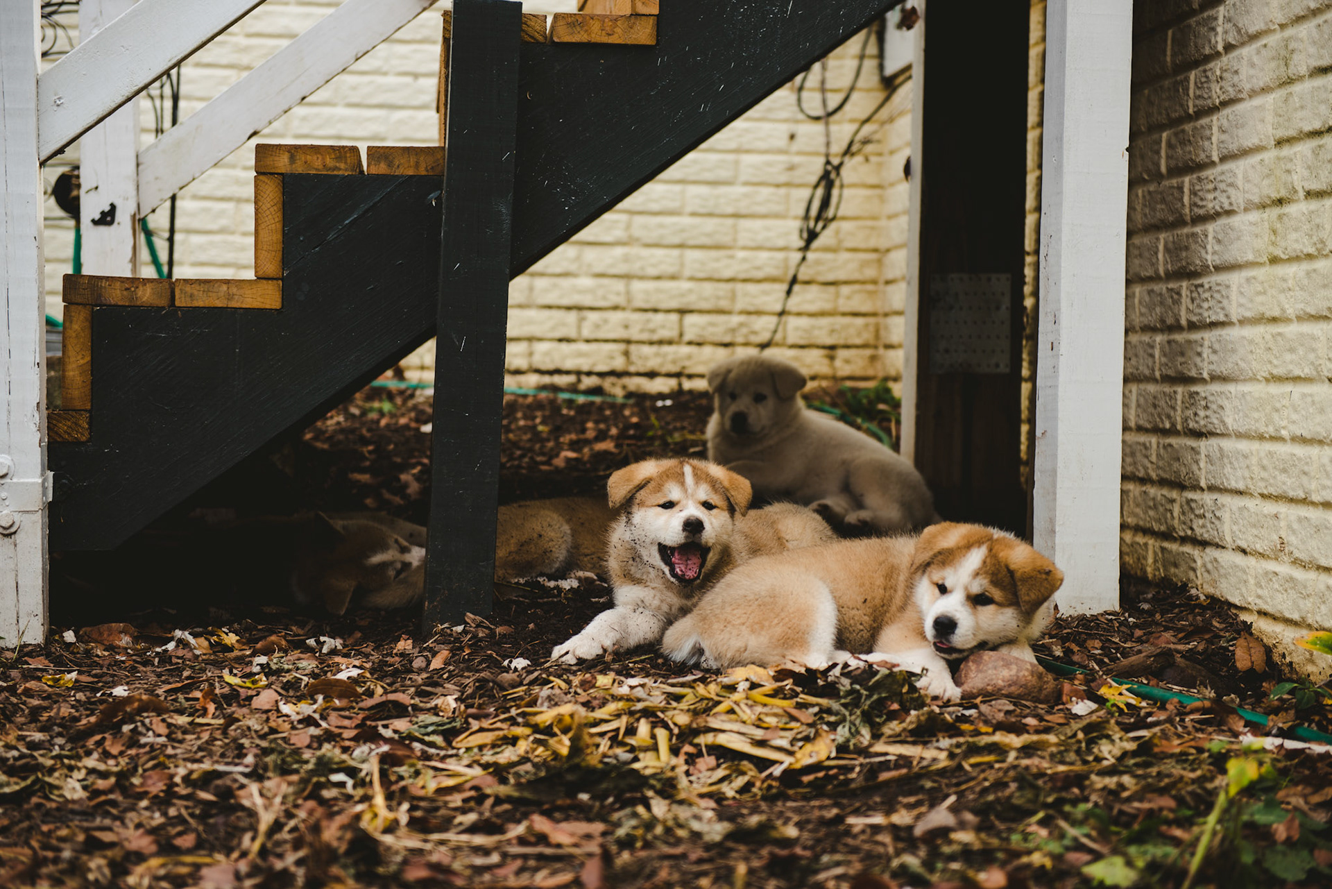 Japanese Akita-Inu Puppies