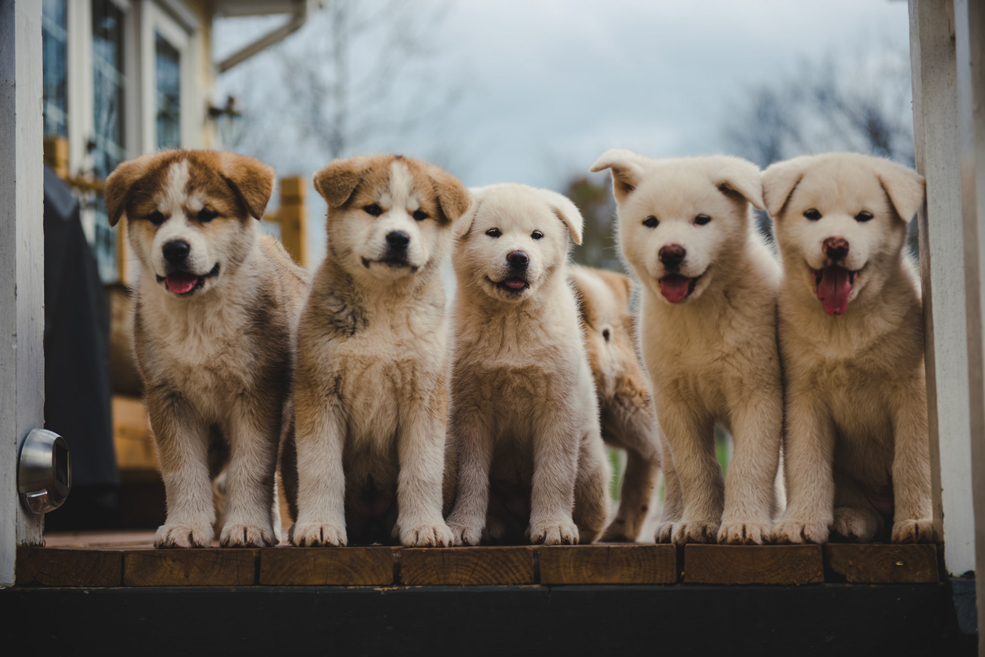 Japanese Akita-Inu Puppies