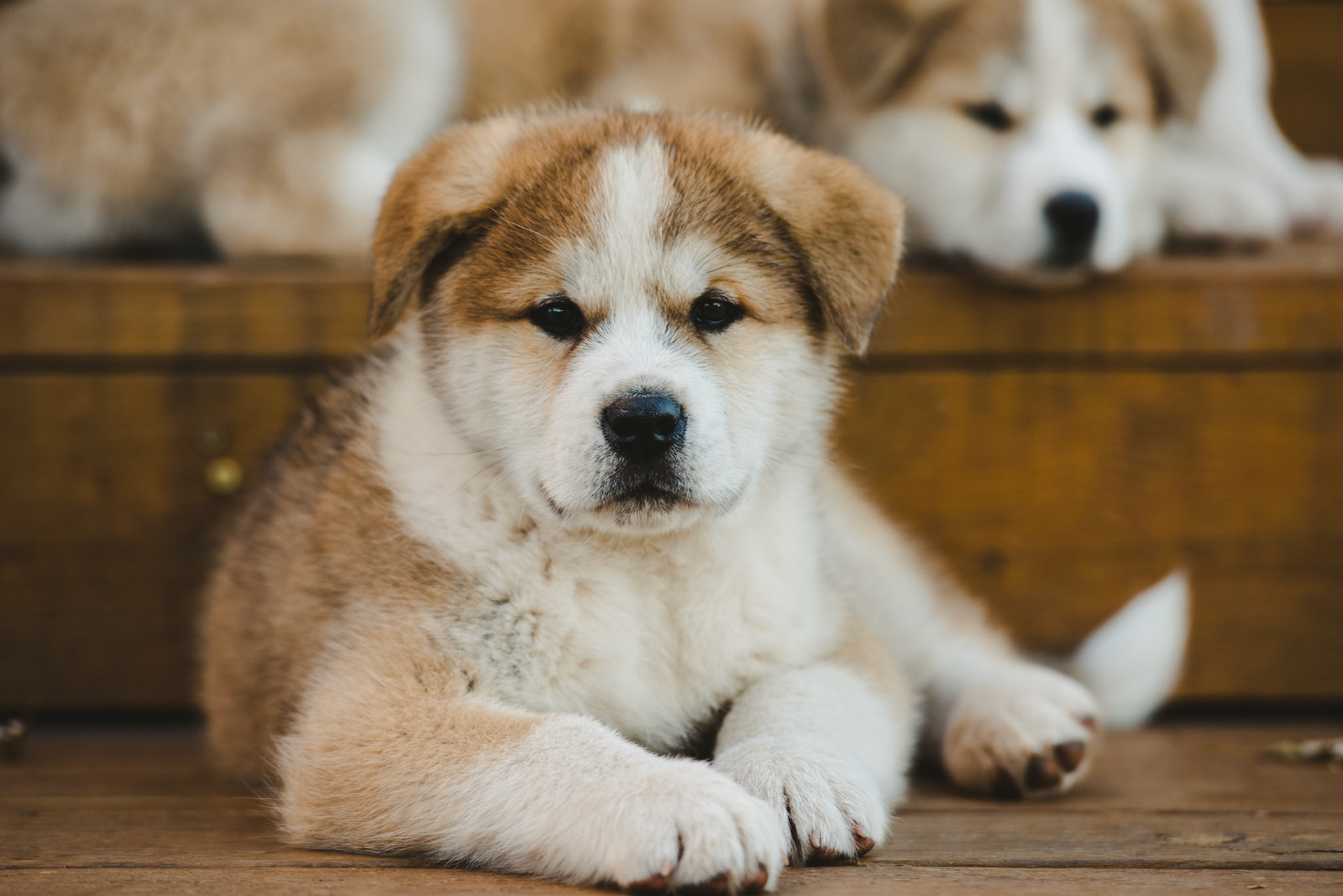 Japanese Akita-Inu Puppies
