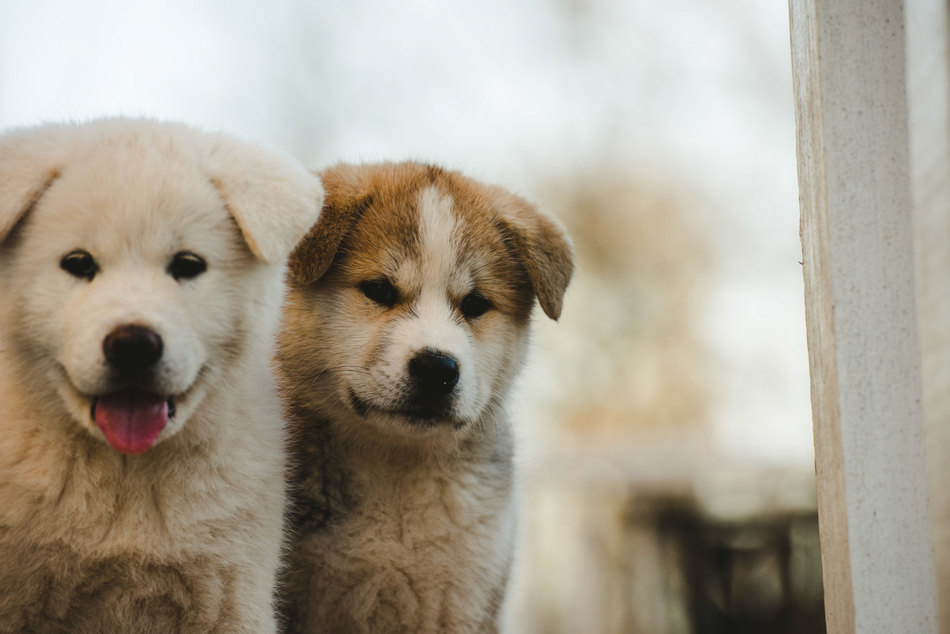 Japanese Akita-Inu Puppies