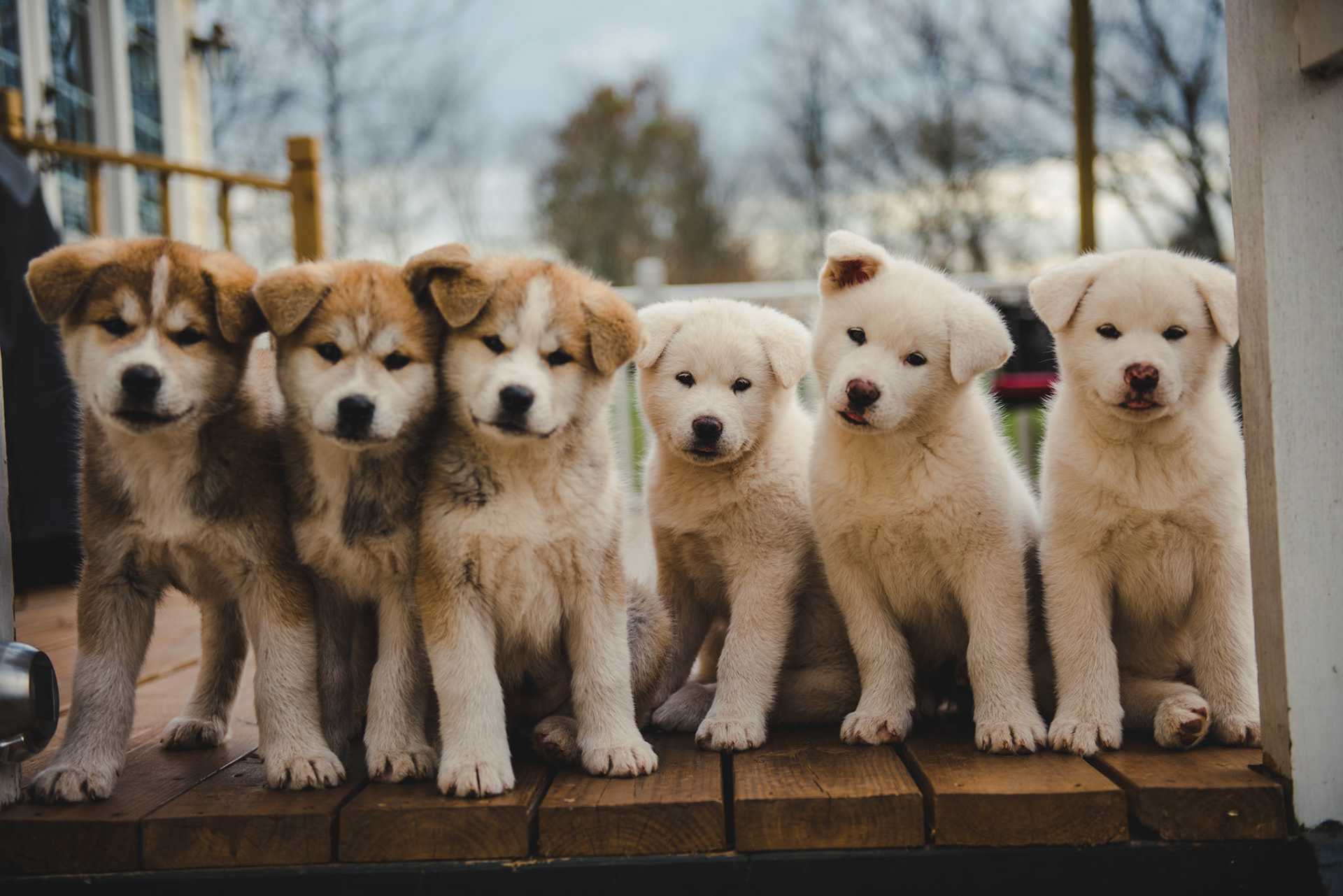 Japanese Akita-Inu Puppies
