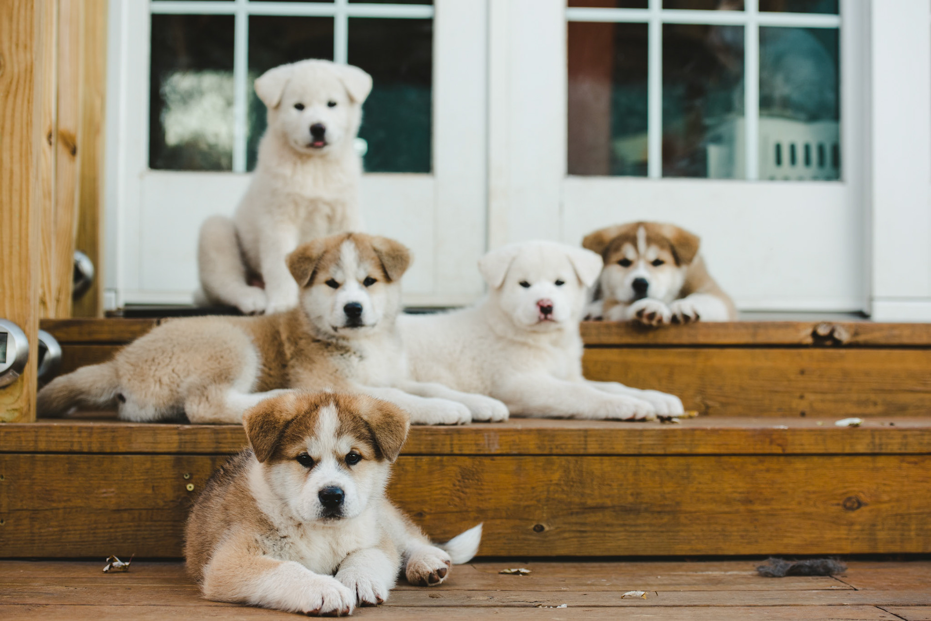 Japanese Akita-Inu Puppies