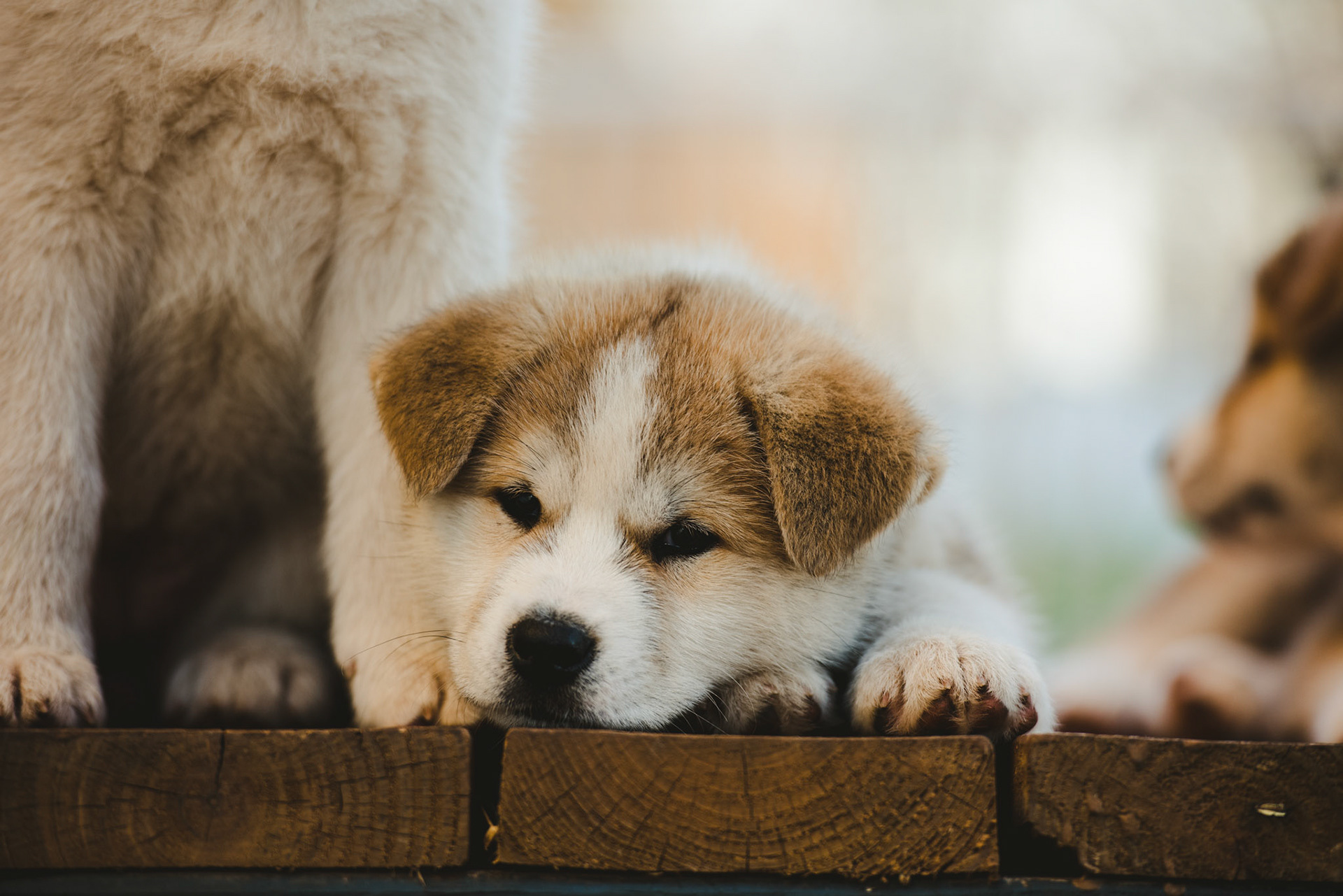Japanese Akita-Inu Puppies