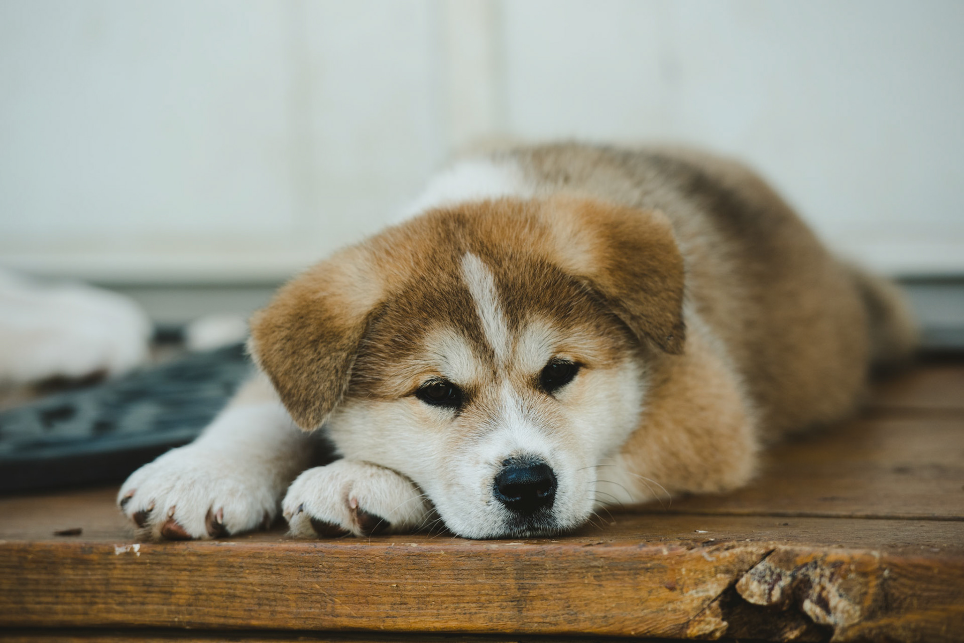 Japanese Akita-Inu Puppies