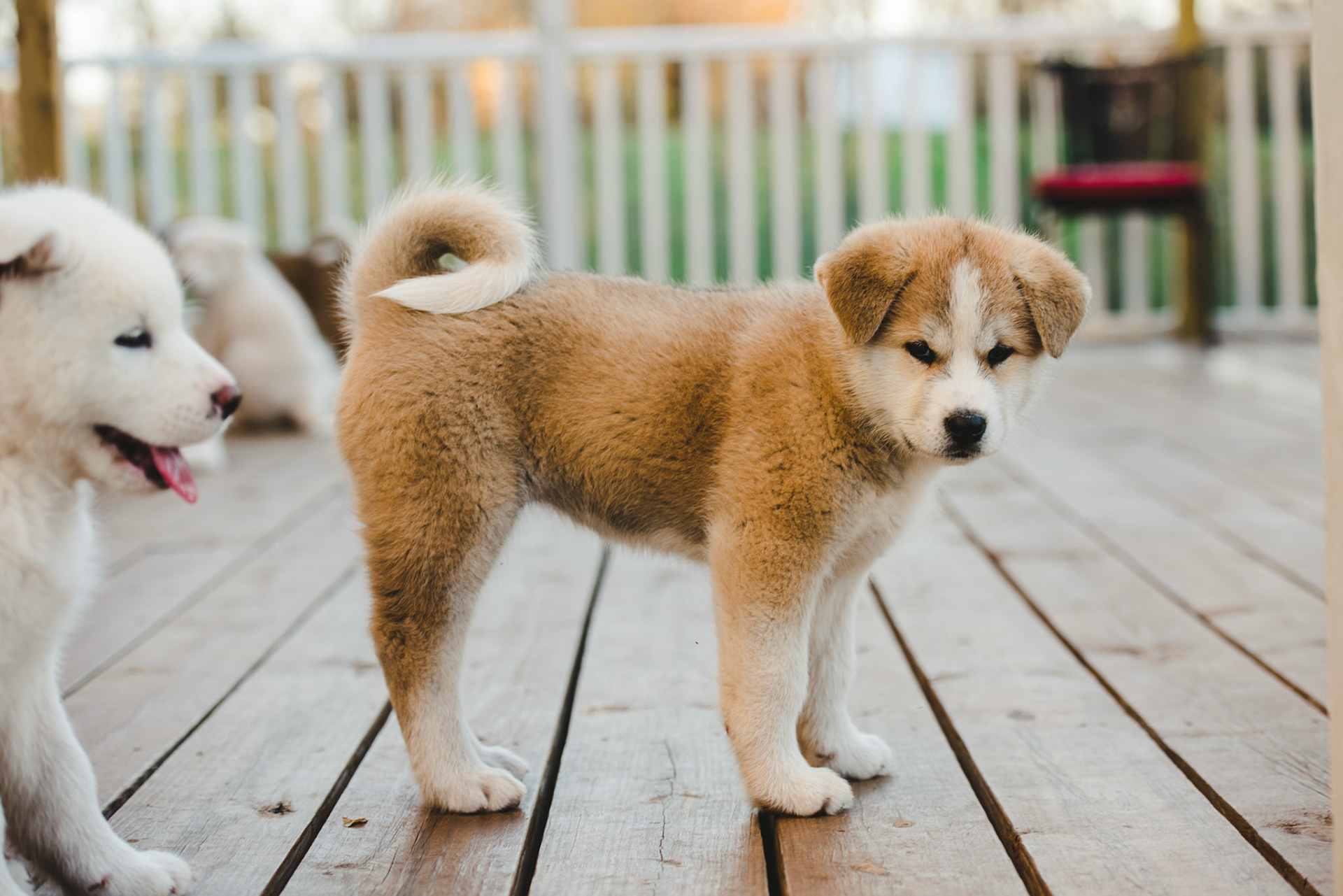 Japanese Akita-Inu Puppies