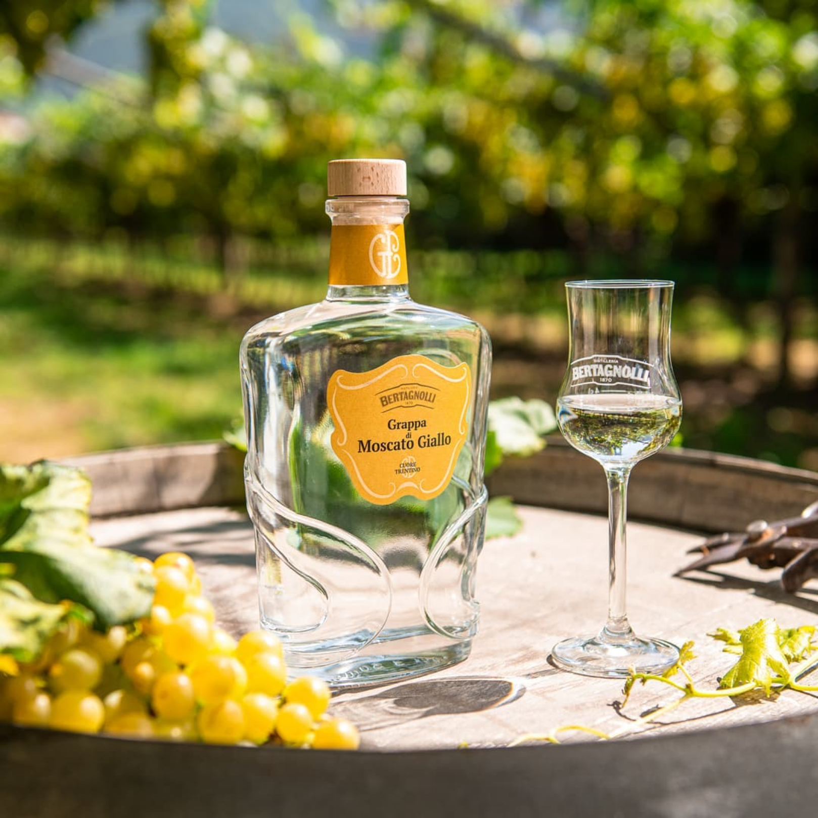 MOSCATO
