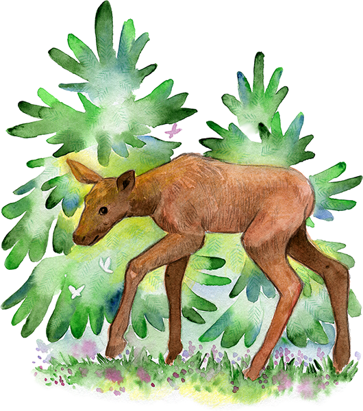 Young moose threading along a forest. Spot illustration for "Latgales meža pasaka" by Latvian author and illustrator Renate Logina (RenLoArt). Bērnu bilžu grāmatas ilustrācija. Alnēns starp eglēm. Watercolor and pencil.