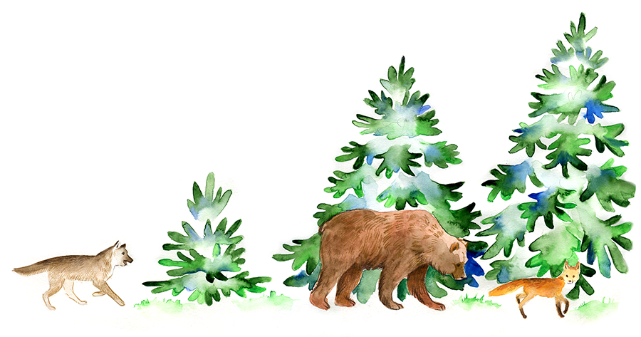 Three grown animals- wolf, bear and a fox walking in the forest. Spot illustration for "Latgales meža pasaka" by Latvian author and illustrator Renate Logina (RenLoArt). Bērnu bilžu grāmatas ilustrācija. Trīs draugi- vilks, lācis un lapsa pastaigājas mežā. Watercolor and pencil.