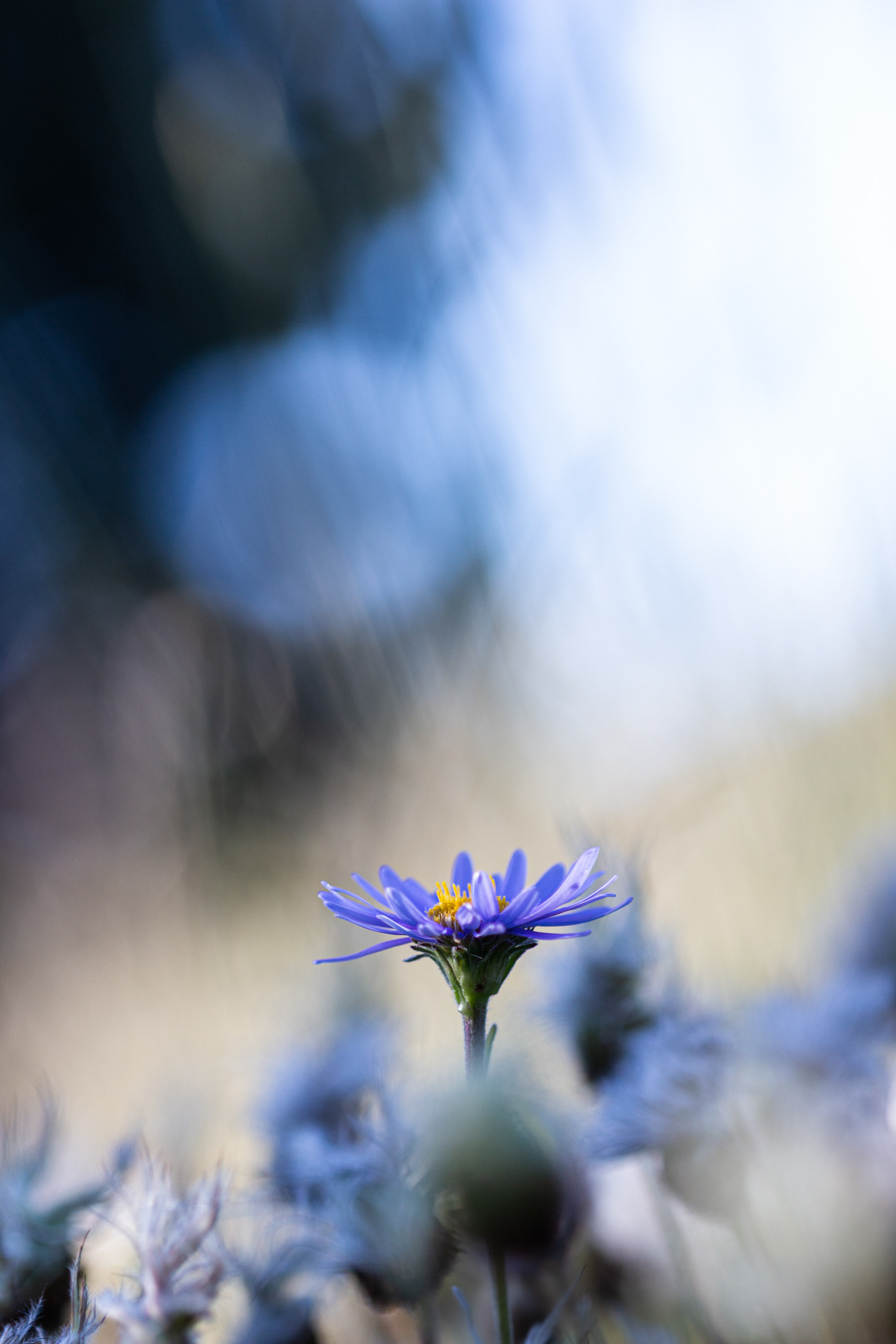 Rêve d'Aster