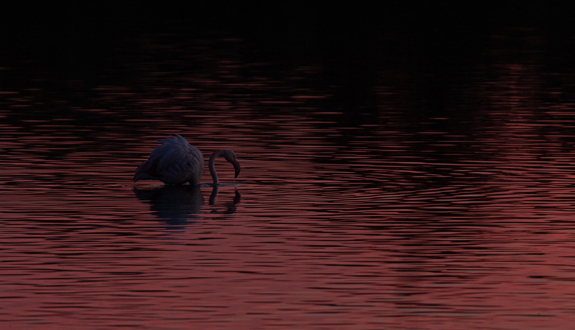 Lochness