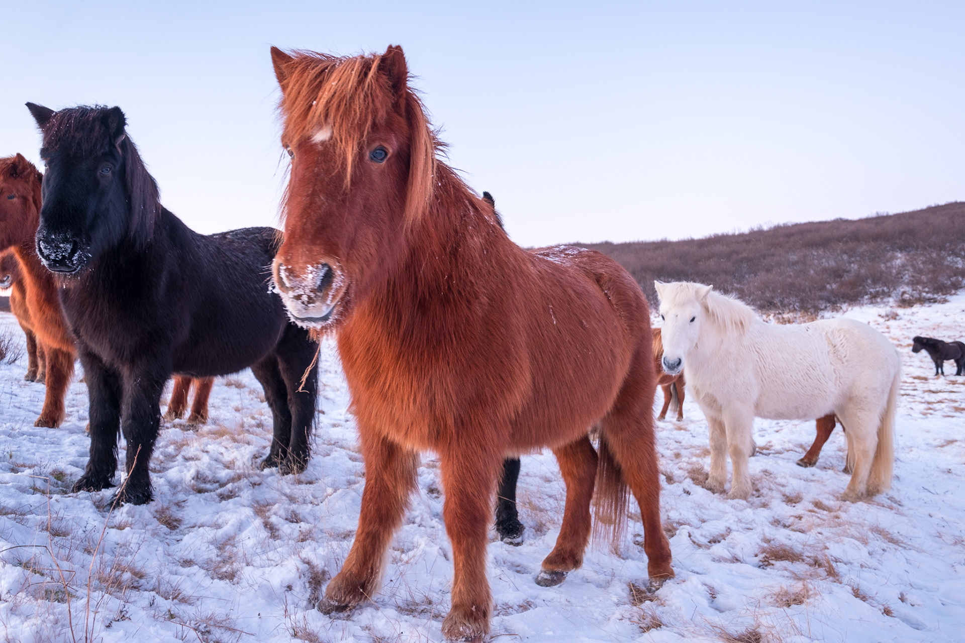 Icelandic Horses