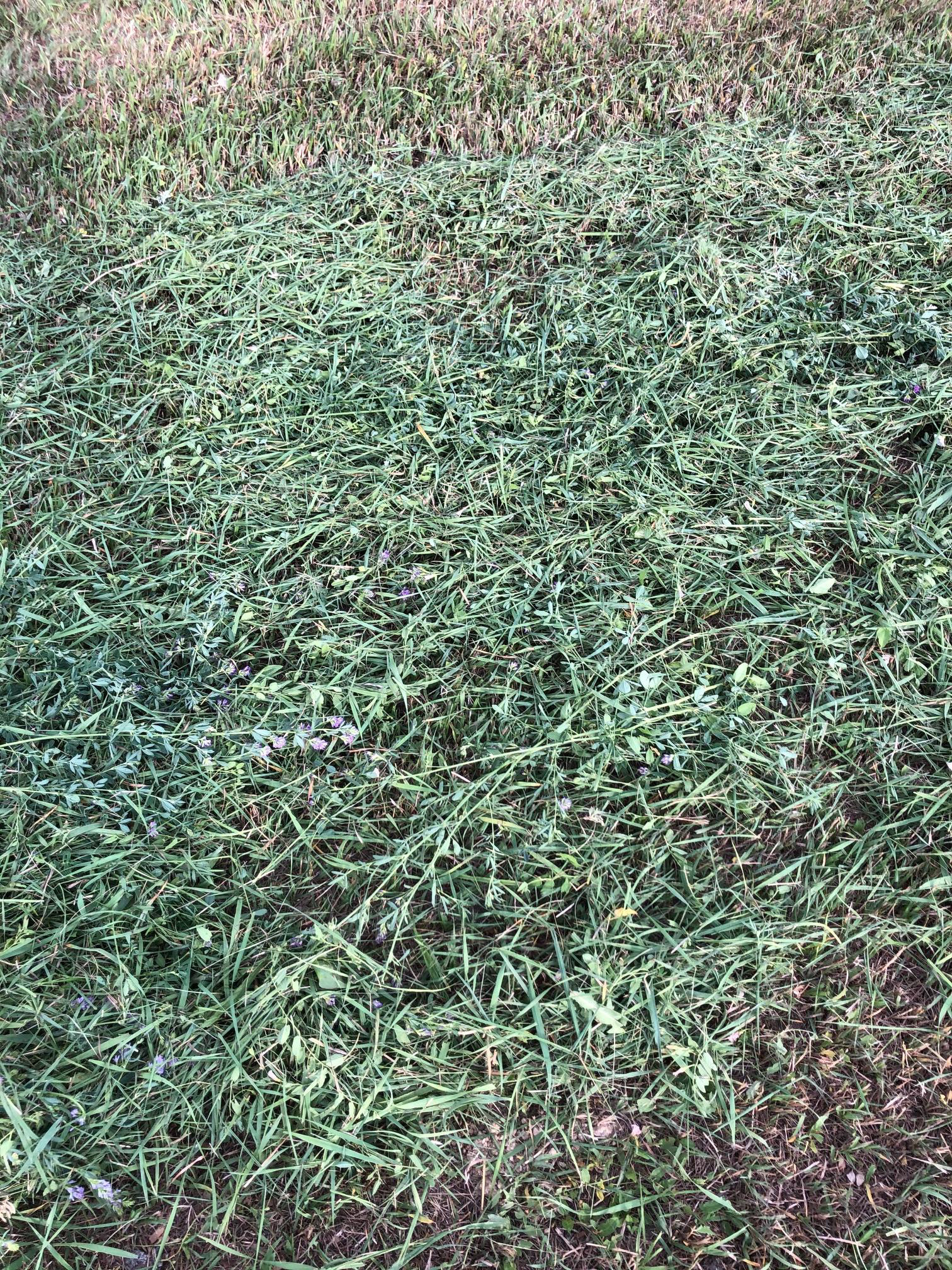 This windrow did not have our soil added as a top dressing. No irrigation water.