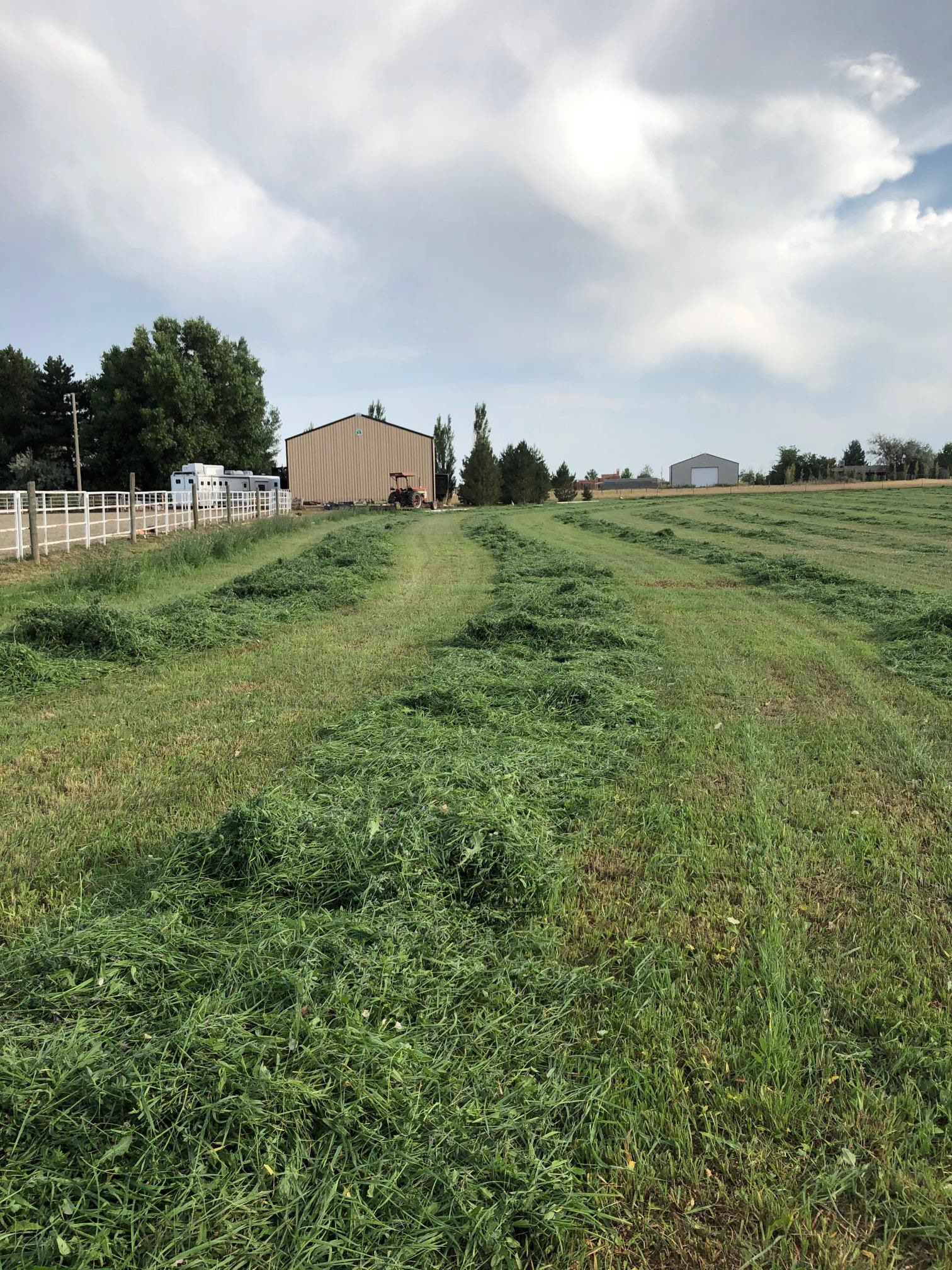Hay field that the compost was used as top dressing.