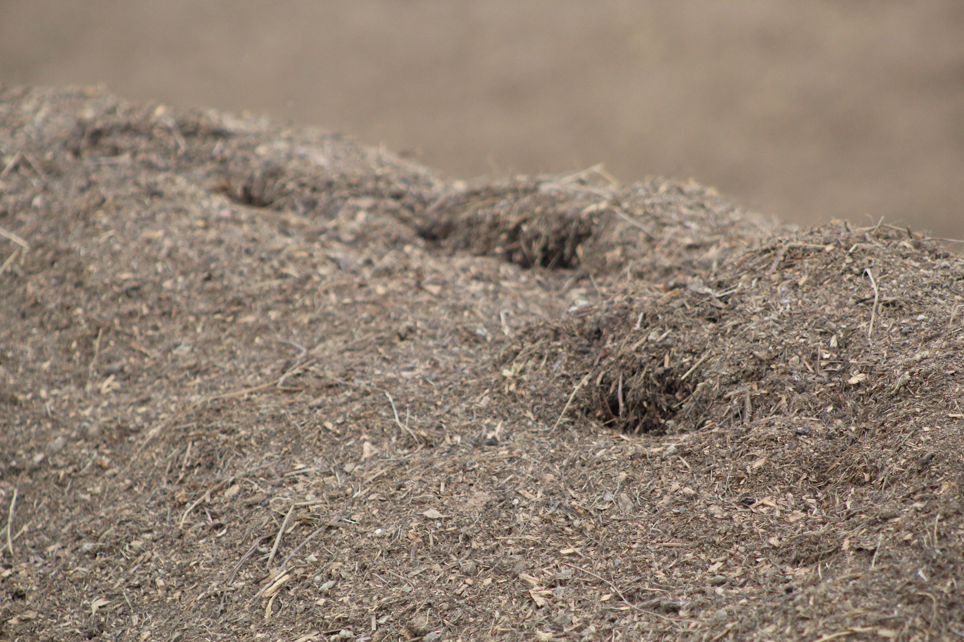Breakdown ridge in windrow after 2 weeks.