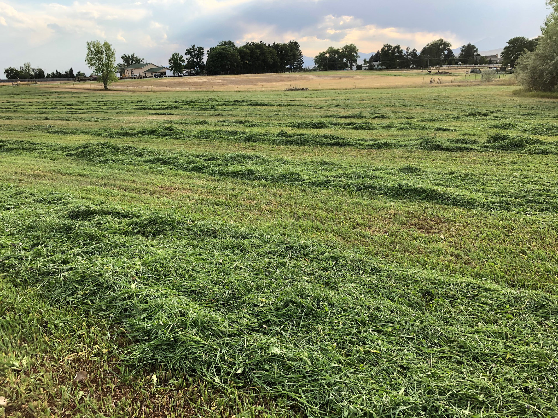 Hay field with our soil used as a top dressing, No irrigation water and very little rain.