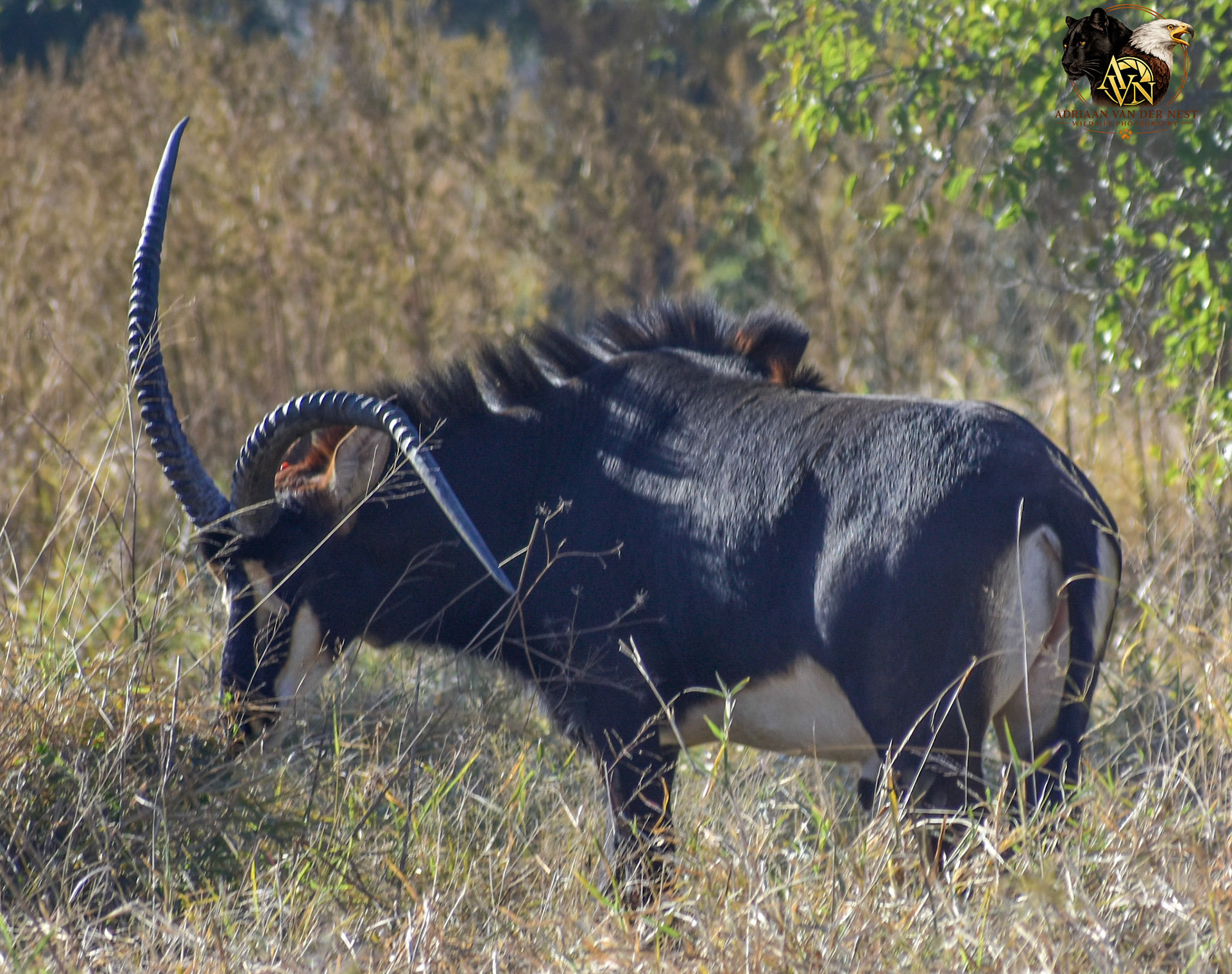 Sable/Swartwitpens