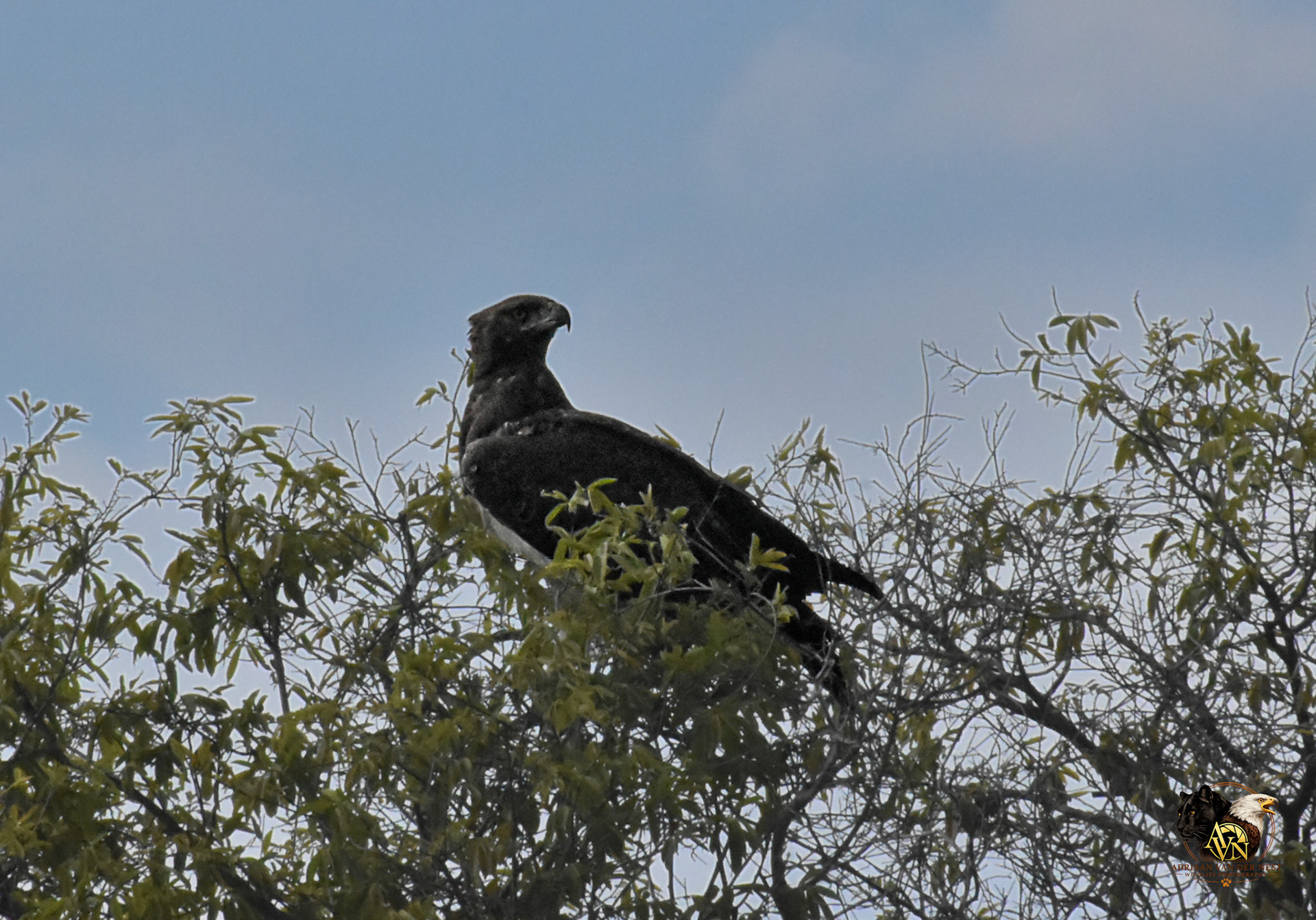 Martial Eagle