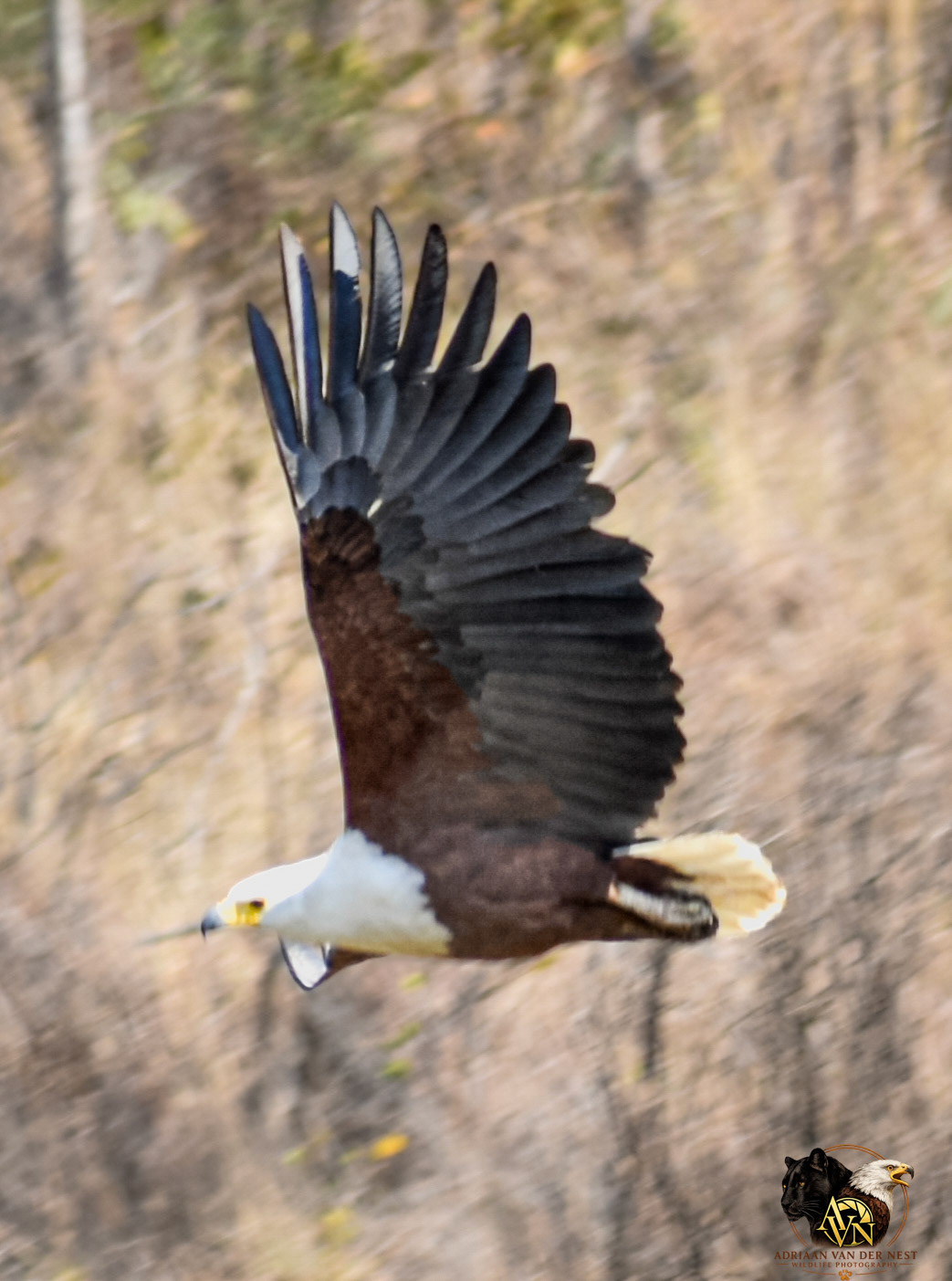 African Fish Eagle/Afrika Vis Arend