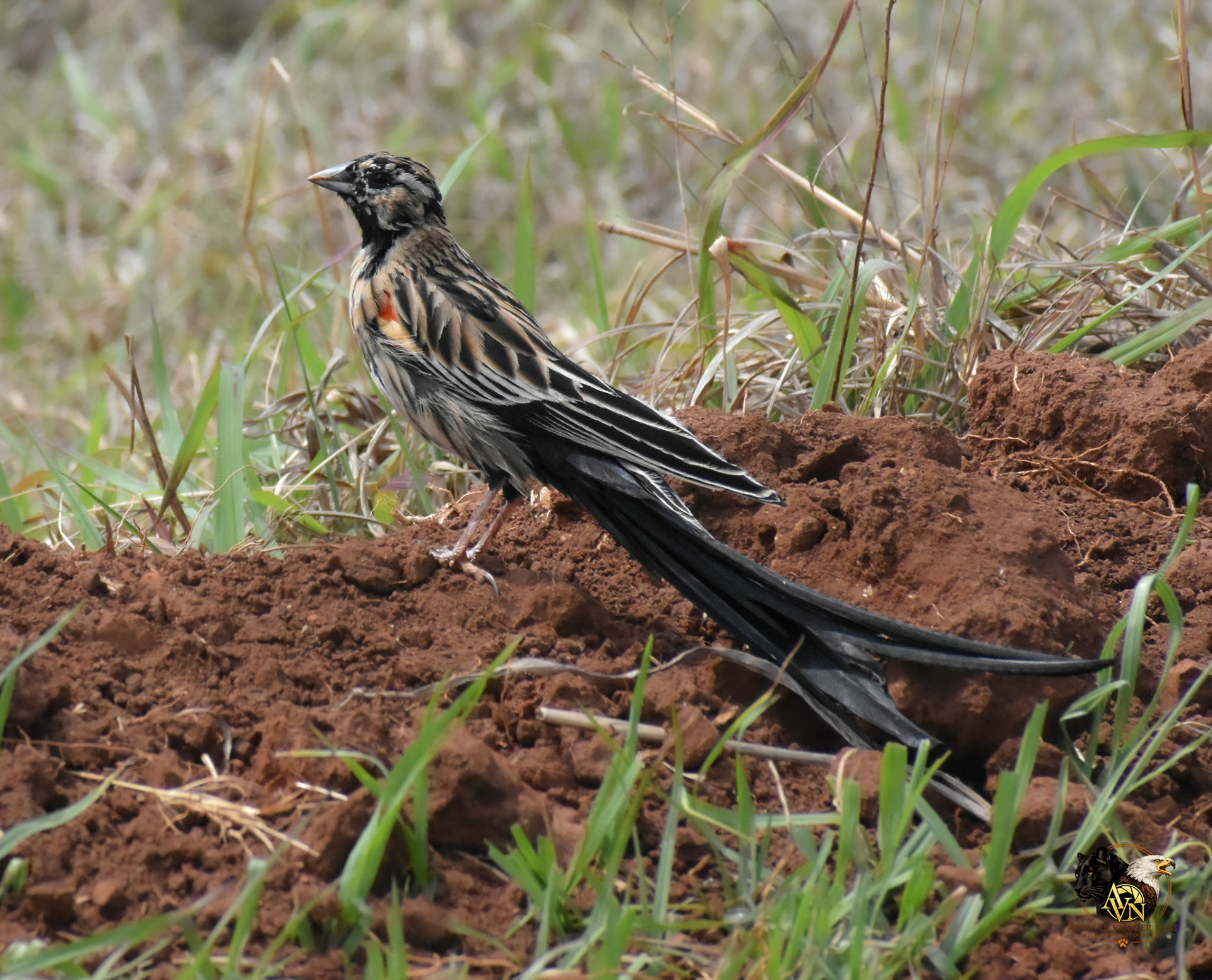 Long-tailed Widowbird/Langstert Flap