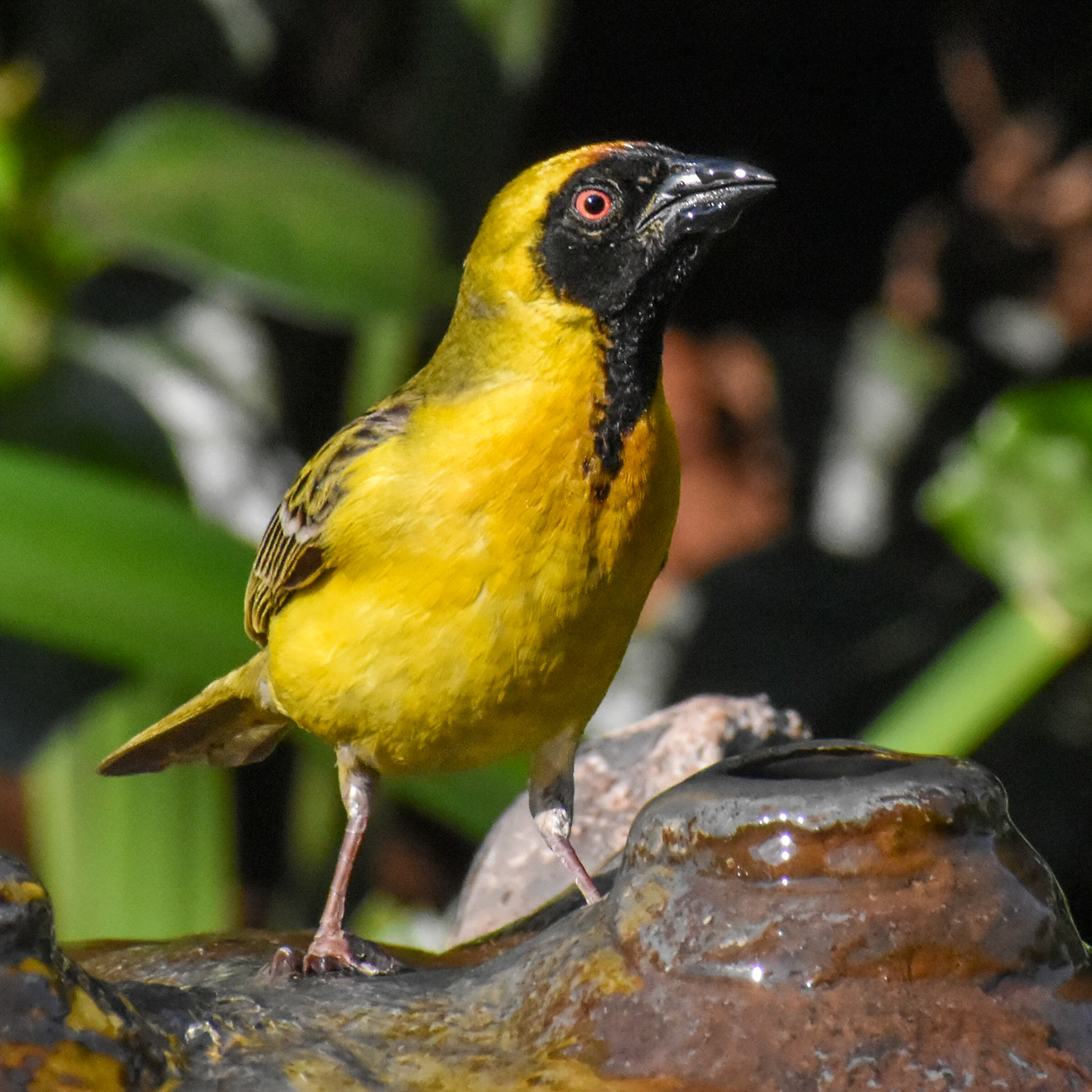 Southern Masked Weaver/Swartkeel Geelvink