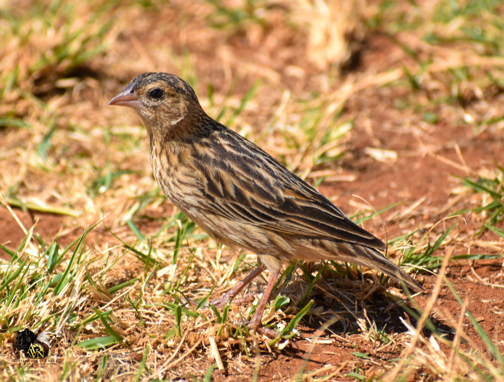 Non breeding long-tailed Widowbird